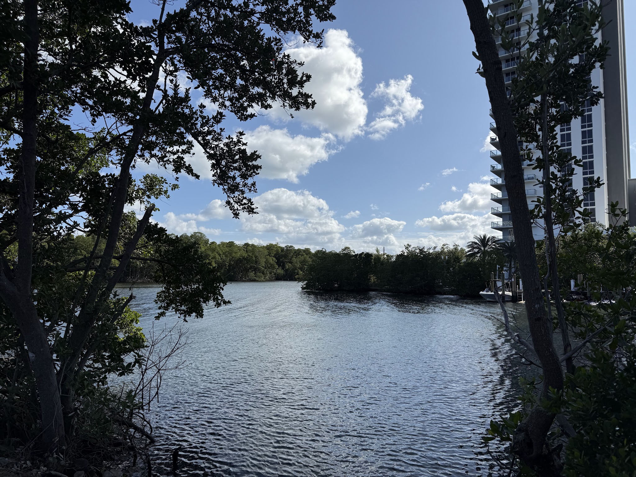 swimming for dogs - North Miami Beach, FL