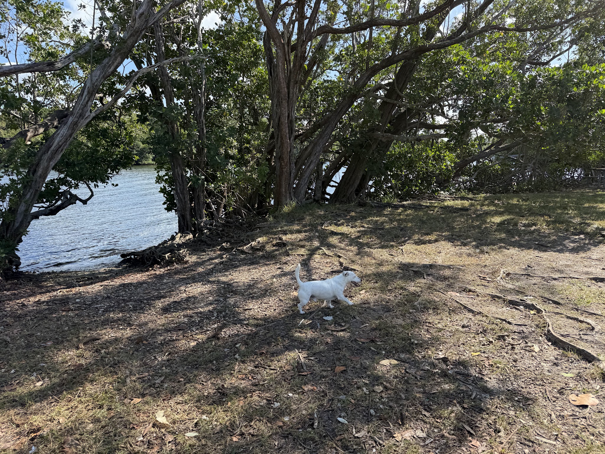 swimming for dogs - North Miami Beach, FL