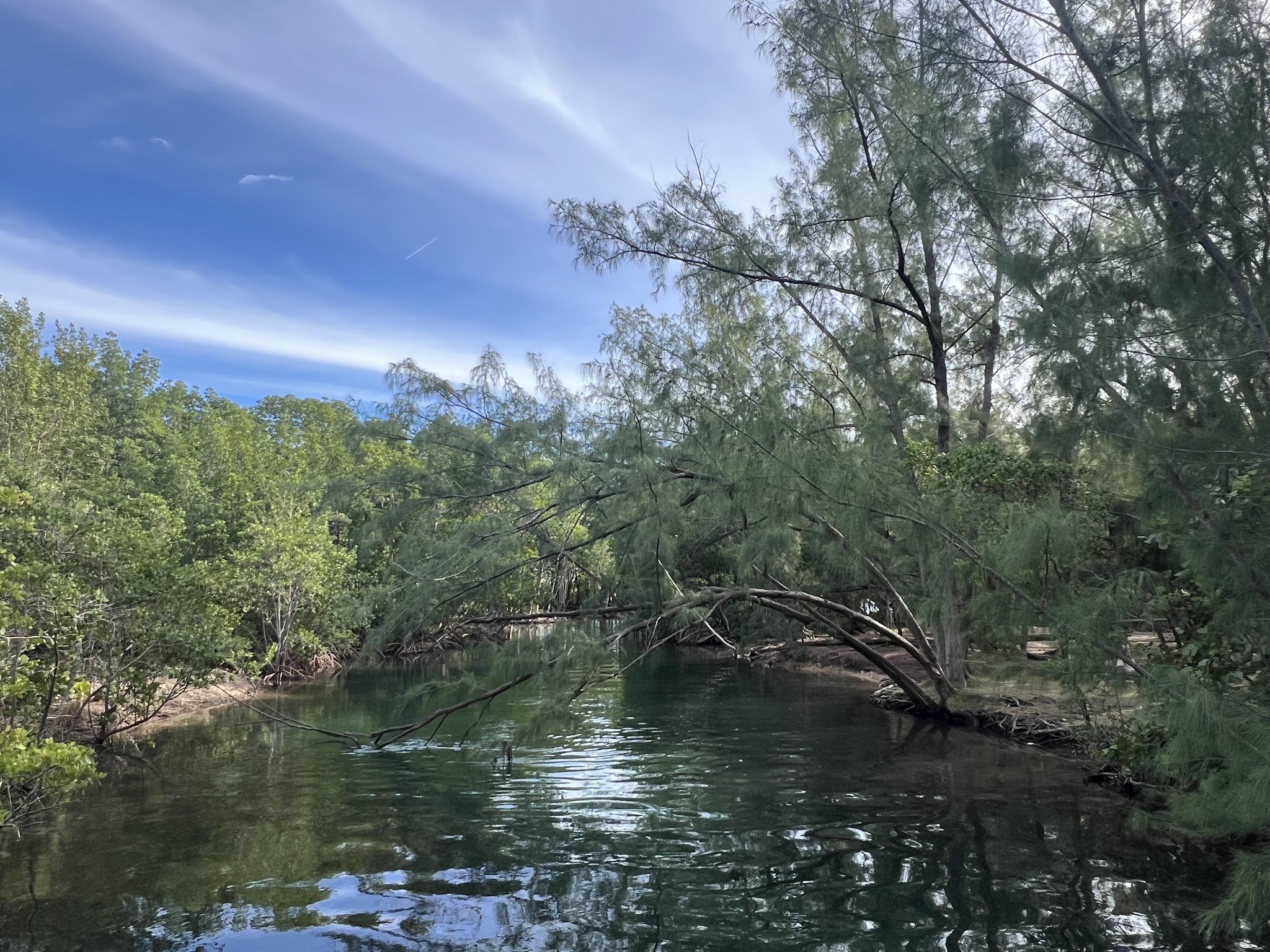 Arch Creek East Environmental Preserve (ACE Preserve) - North Miami, FL