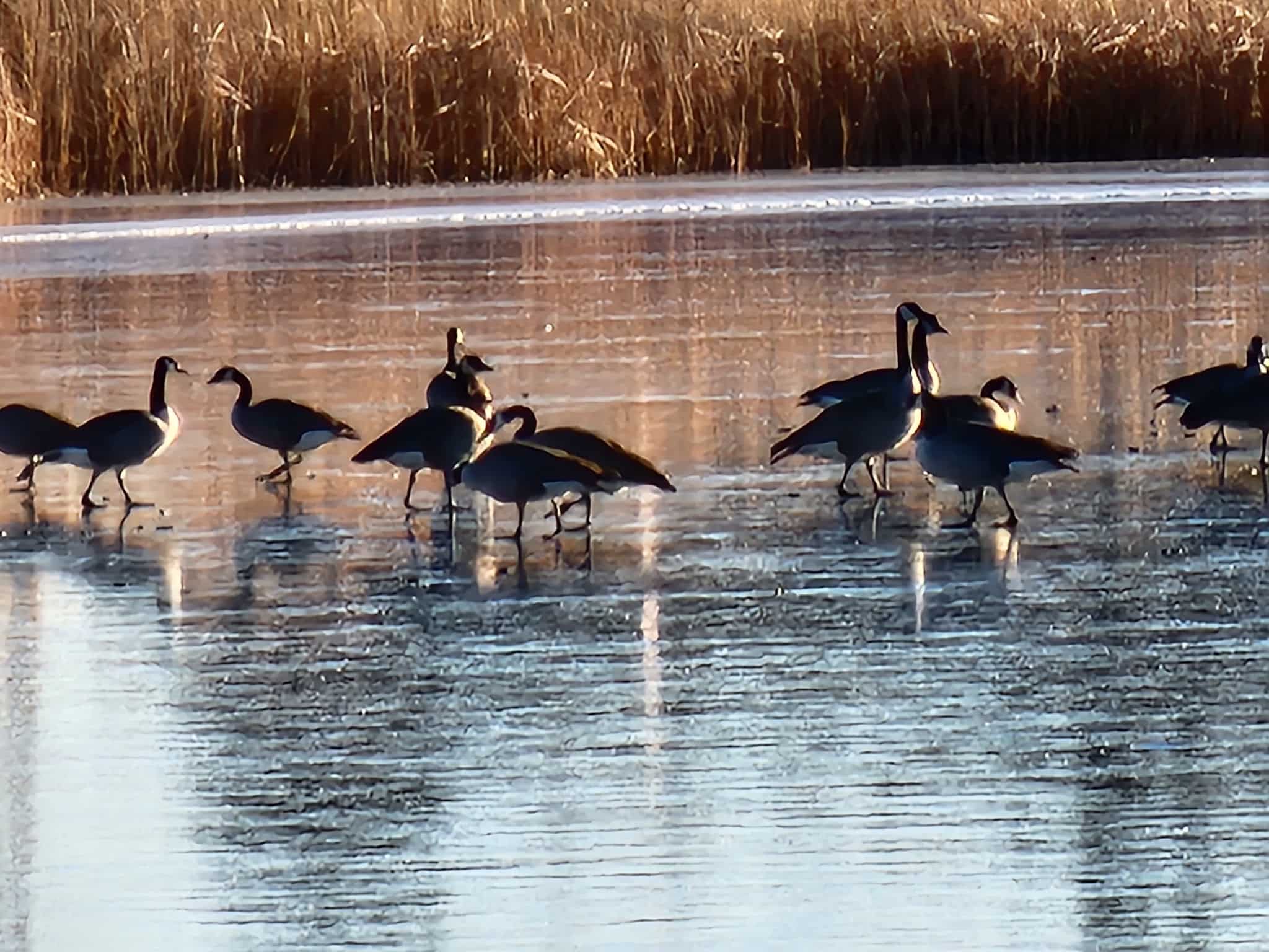 Happy Hound Retreat Dog Park - North Platte, NE