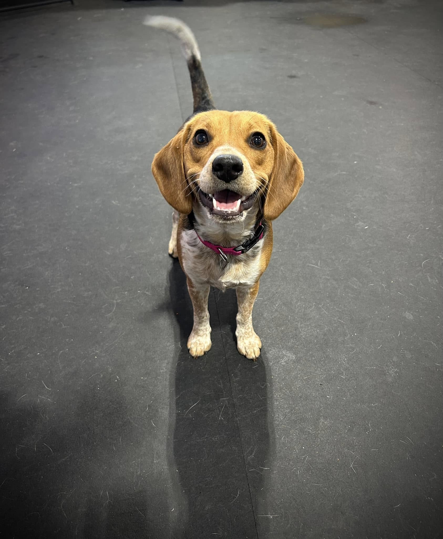 My Lil Pawdise - North Tonawanda, NY