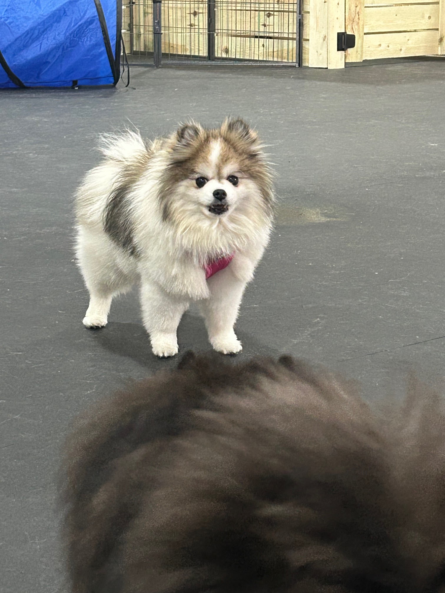 My Lil Pawdise - North Tonawanda, NY