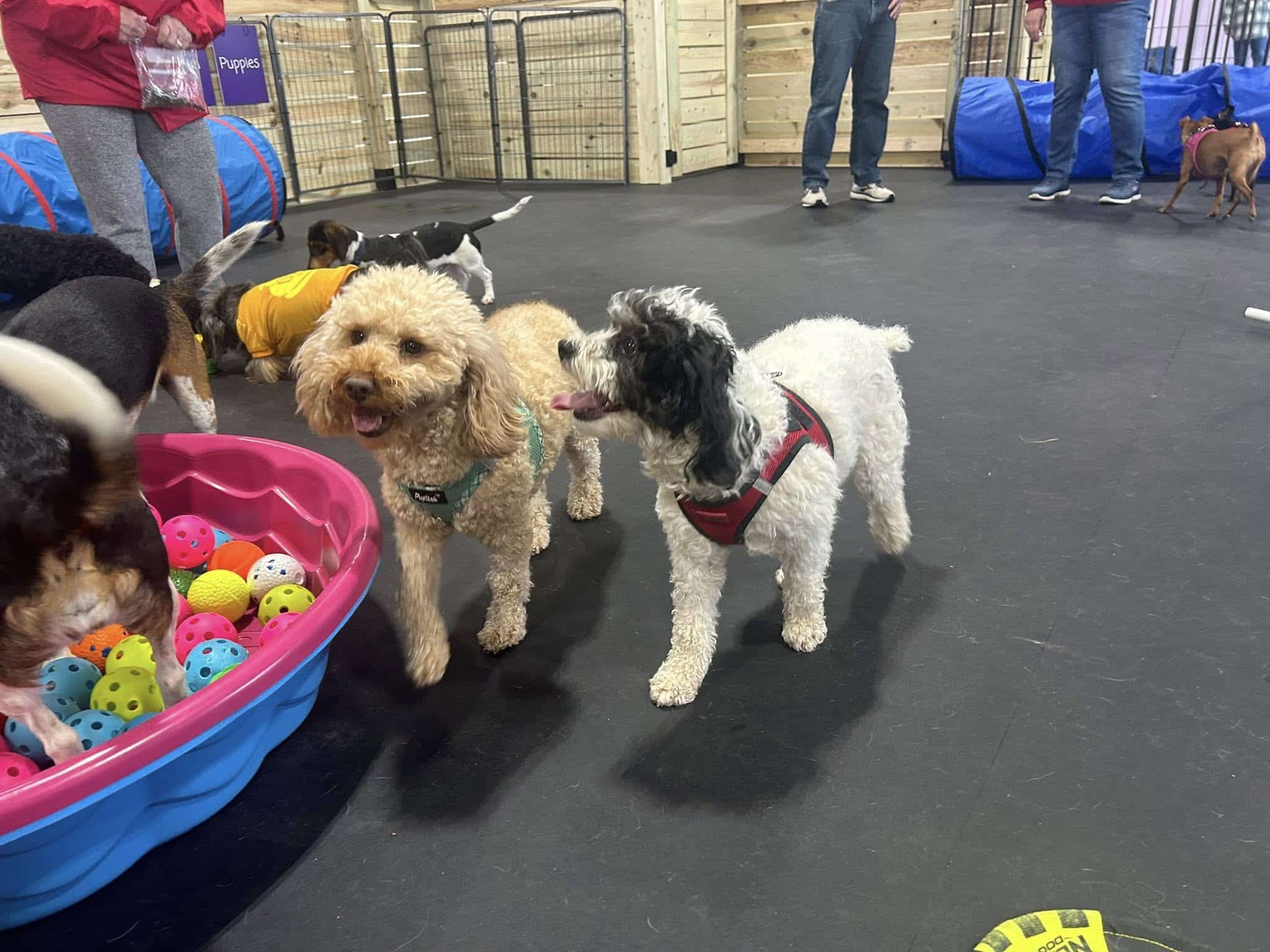 My Lil Pawdise - North Tonawanda, NY