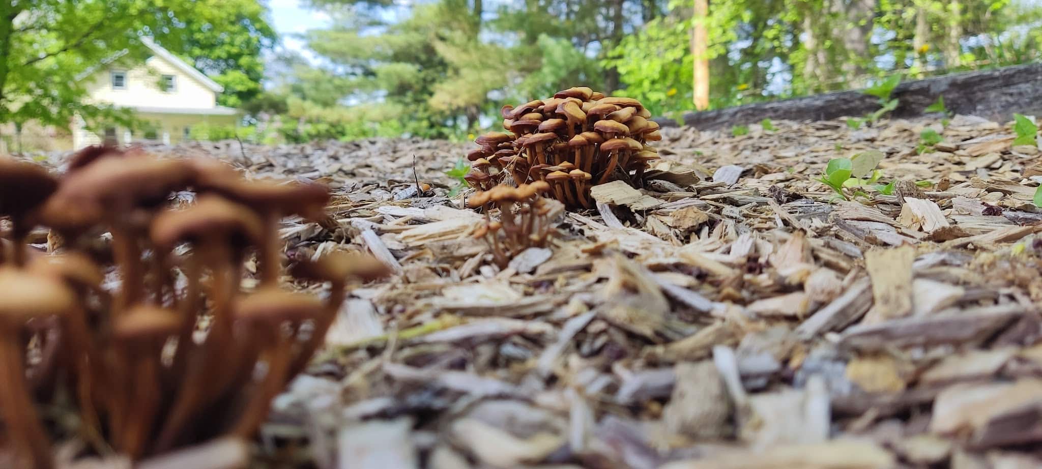 Agnes Fox Playground - Northampton, MA