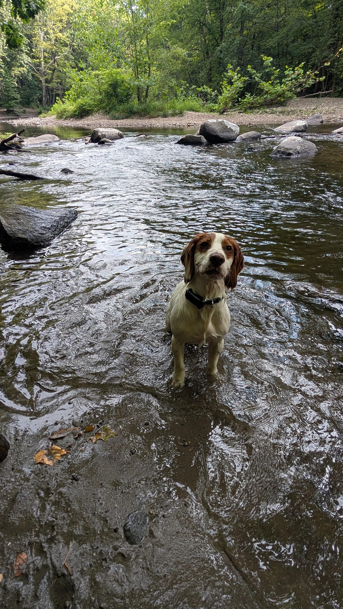 Smith Professional Agricultural Fields - Northampton, MA