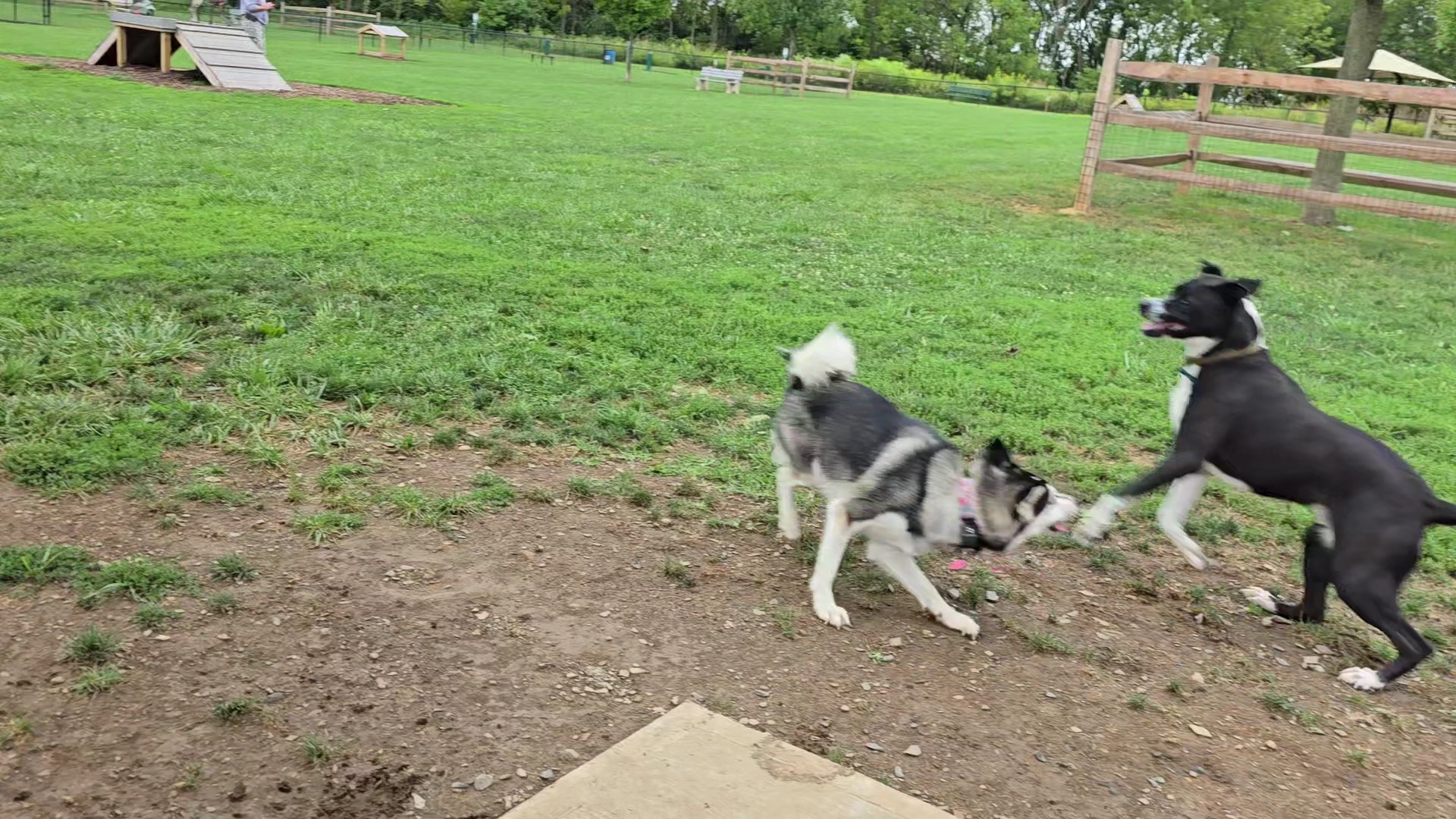 Dog run - Northampton, PA