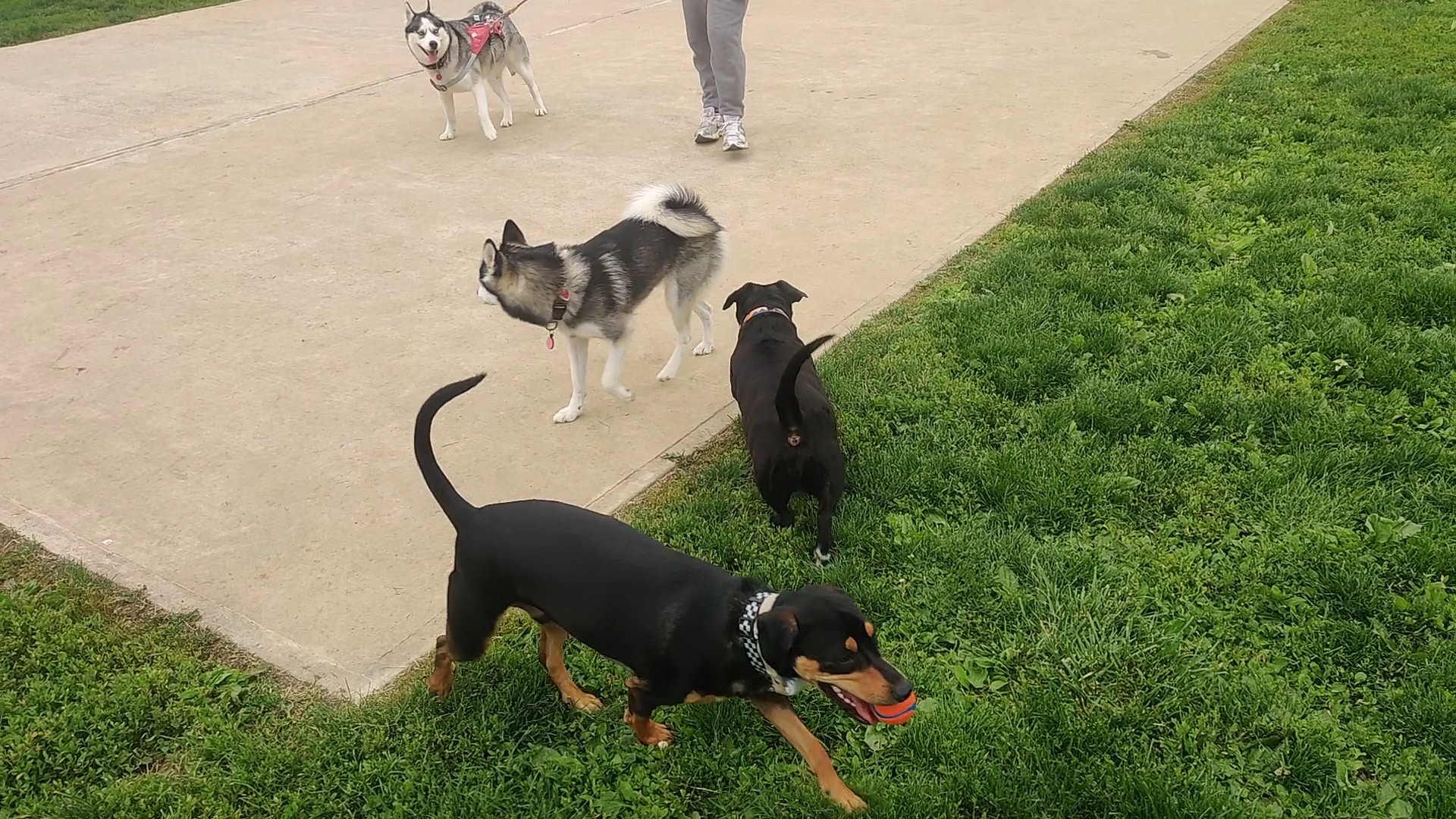 Dog run - Northampton, PA