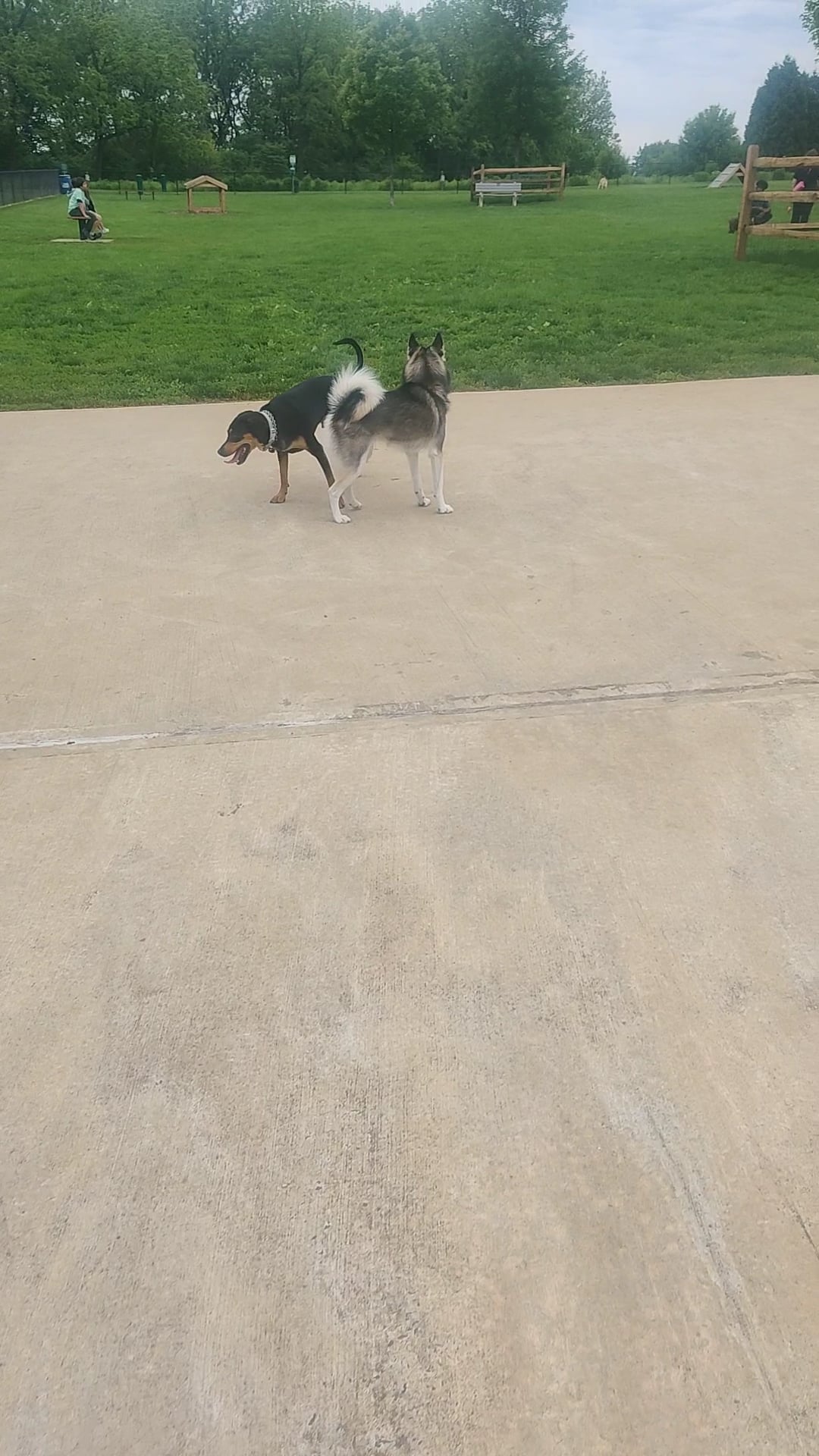 Dog run - Northampton, PA