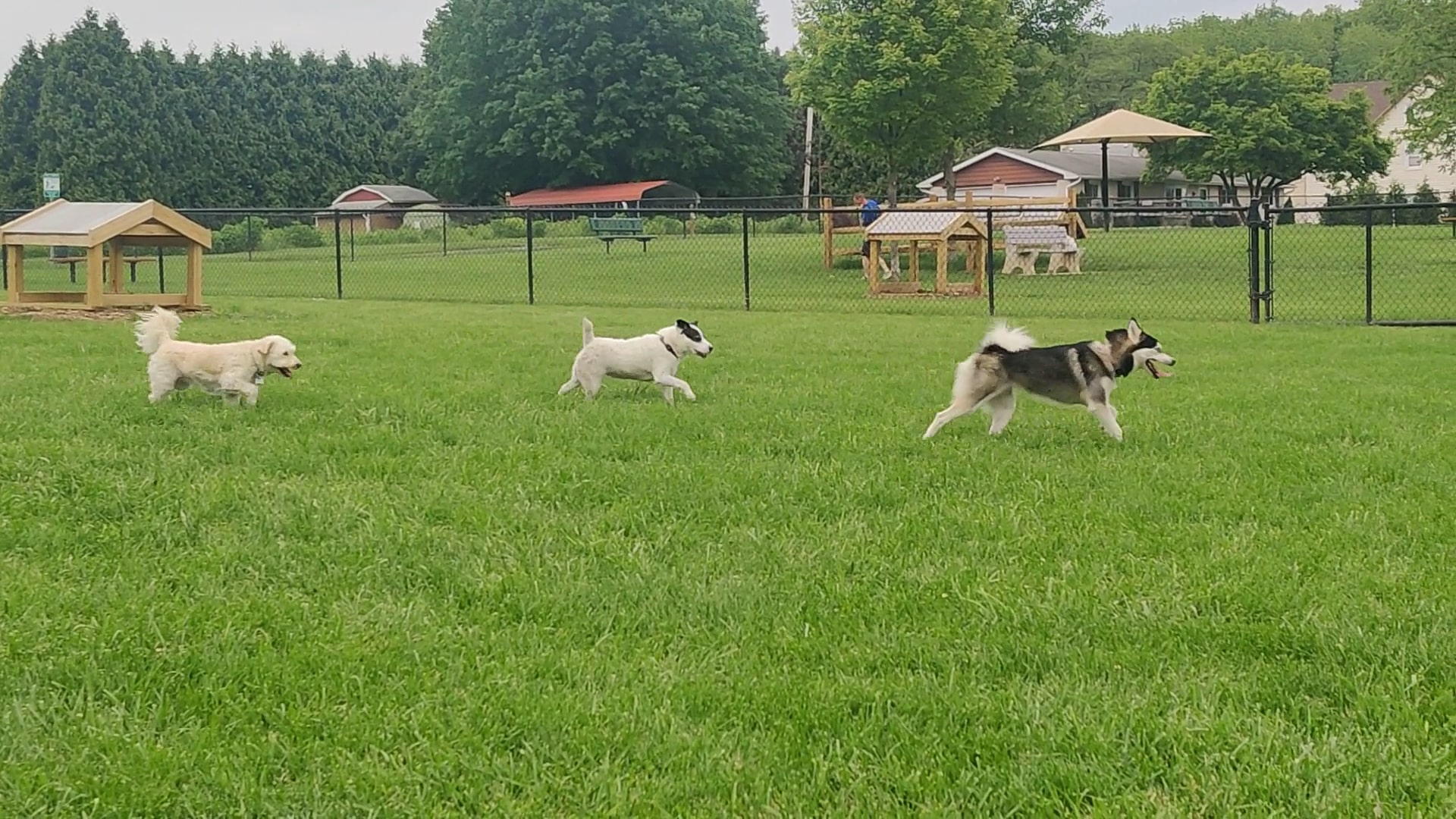 Dog run - Northampton, PA