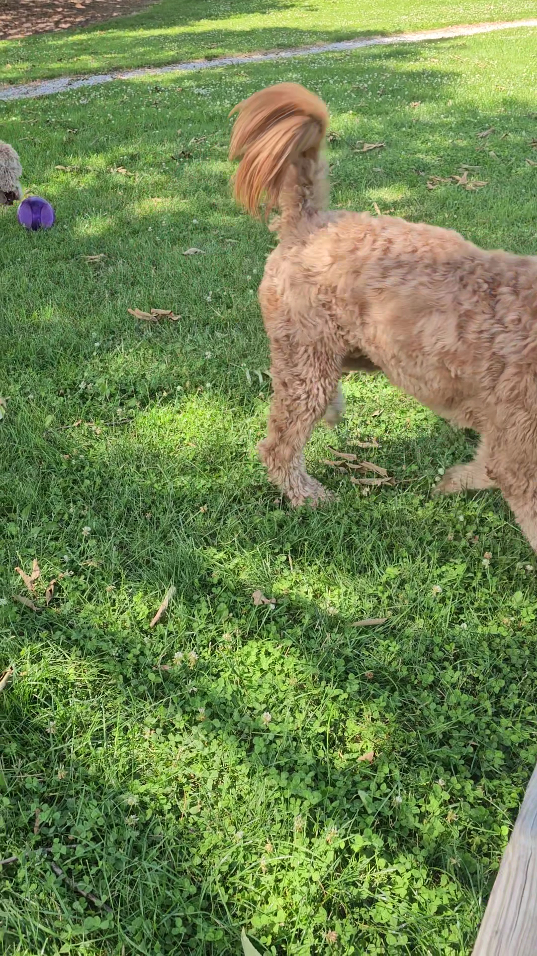 Northbrook Dog Park - Northbrook, IL