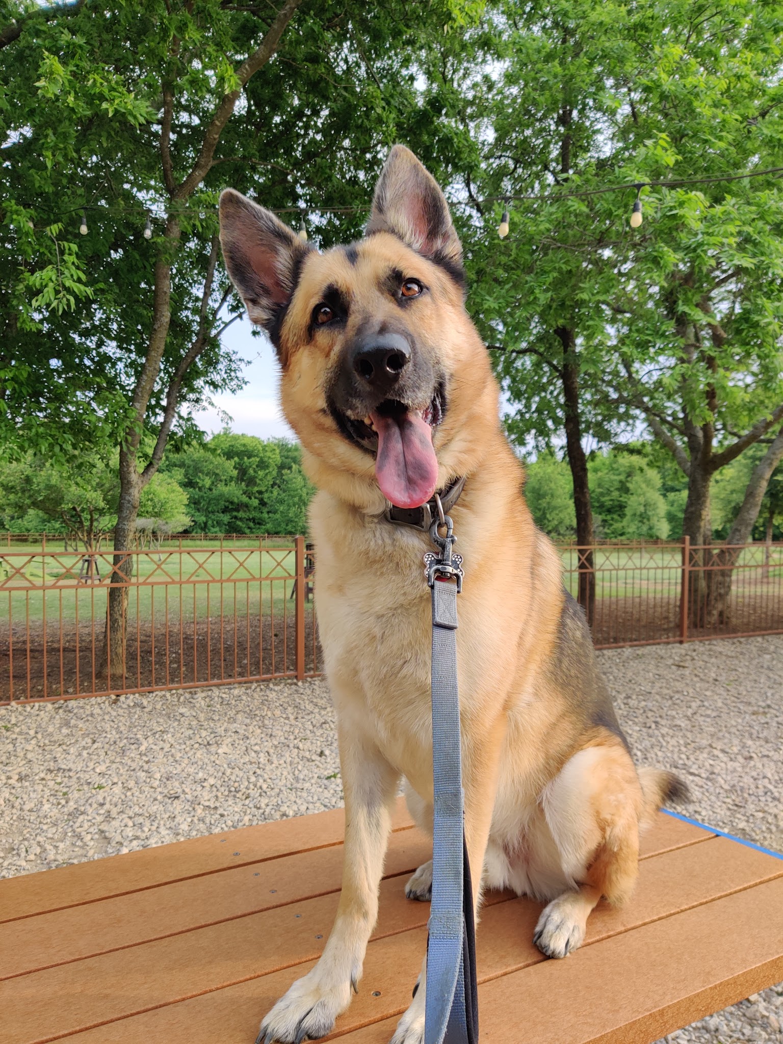 Canyon Falls Dog Park - Northlake, TX