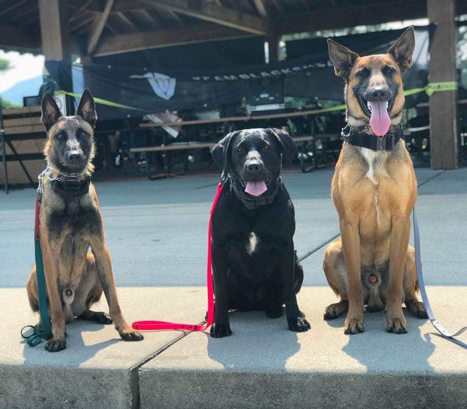 Northwest Canine Coaching LLC - ,