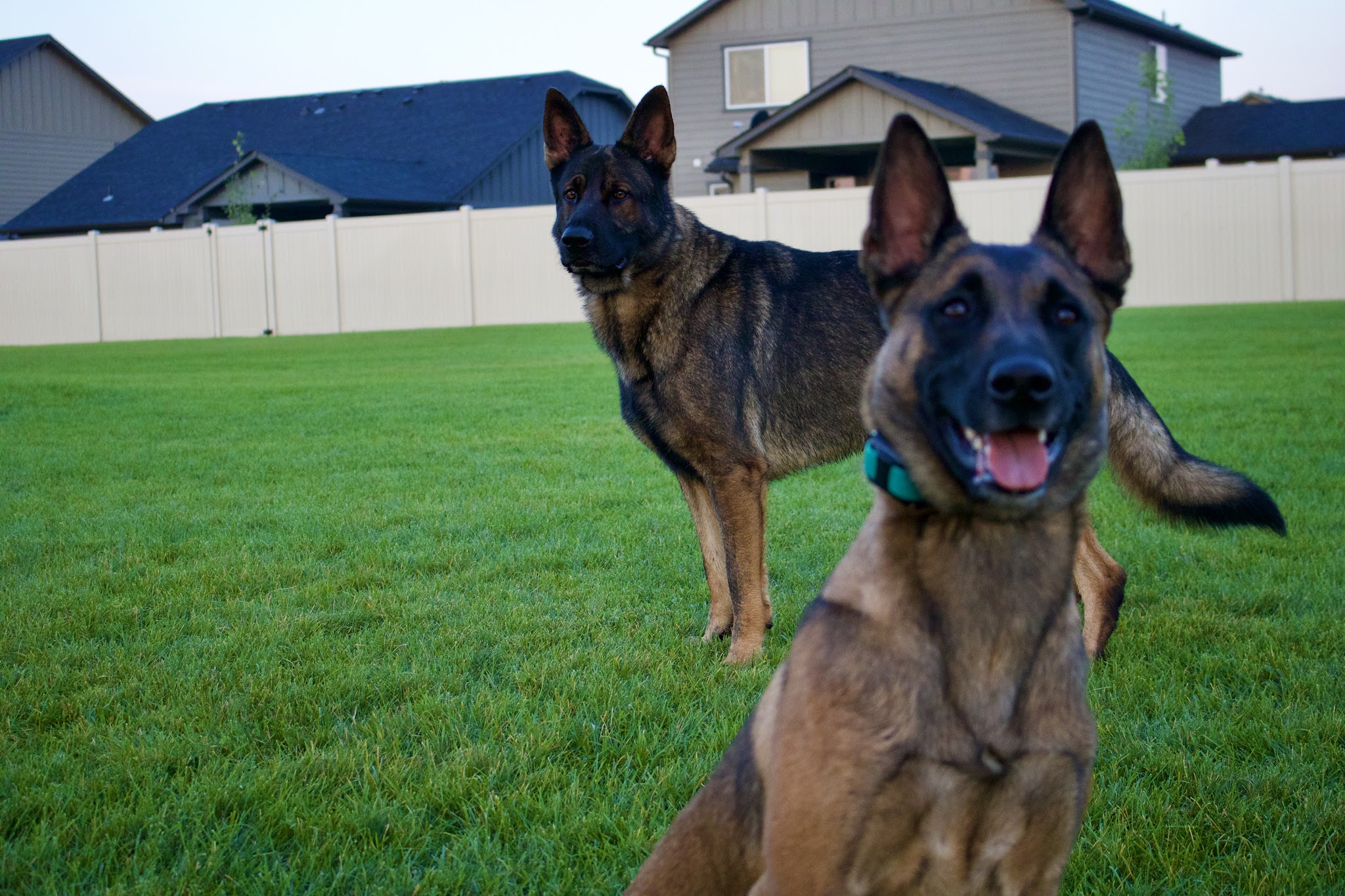 Northwest Canine Coaching LLC - ,