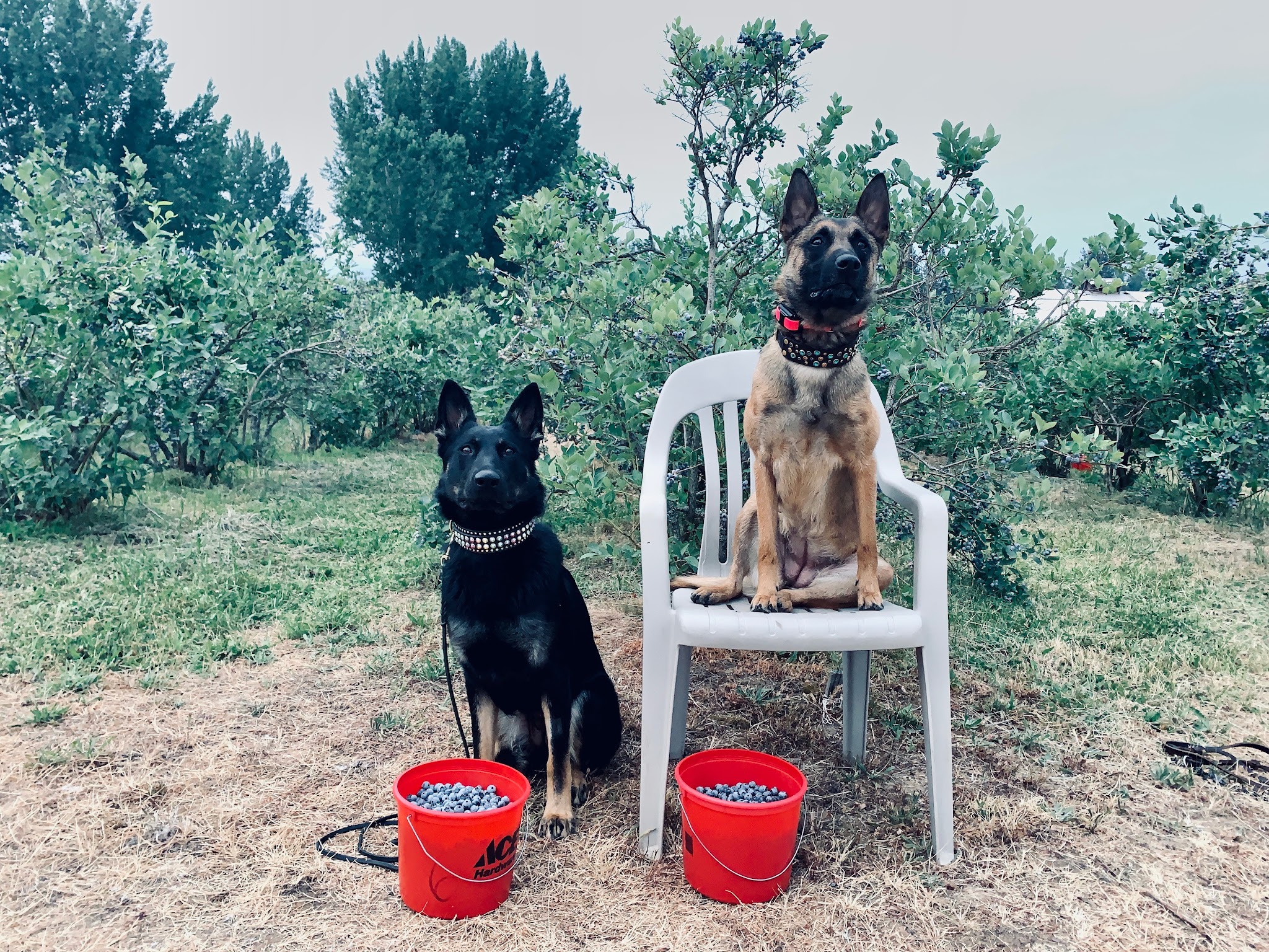 Northwest Canine Coaching LLC - ,