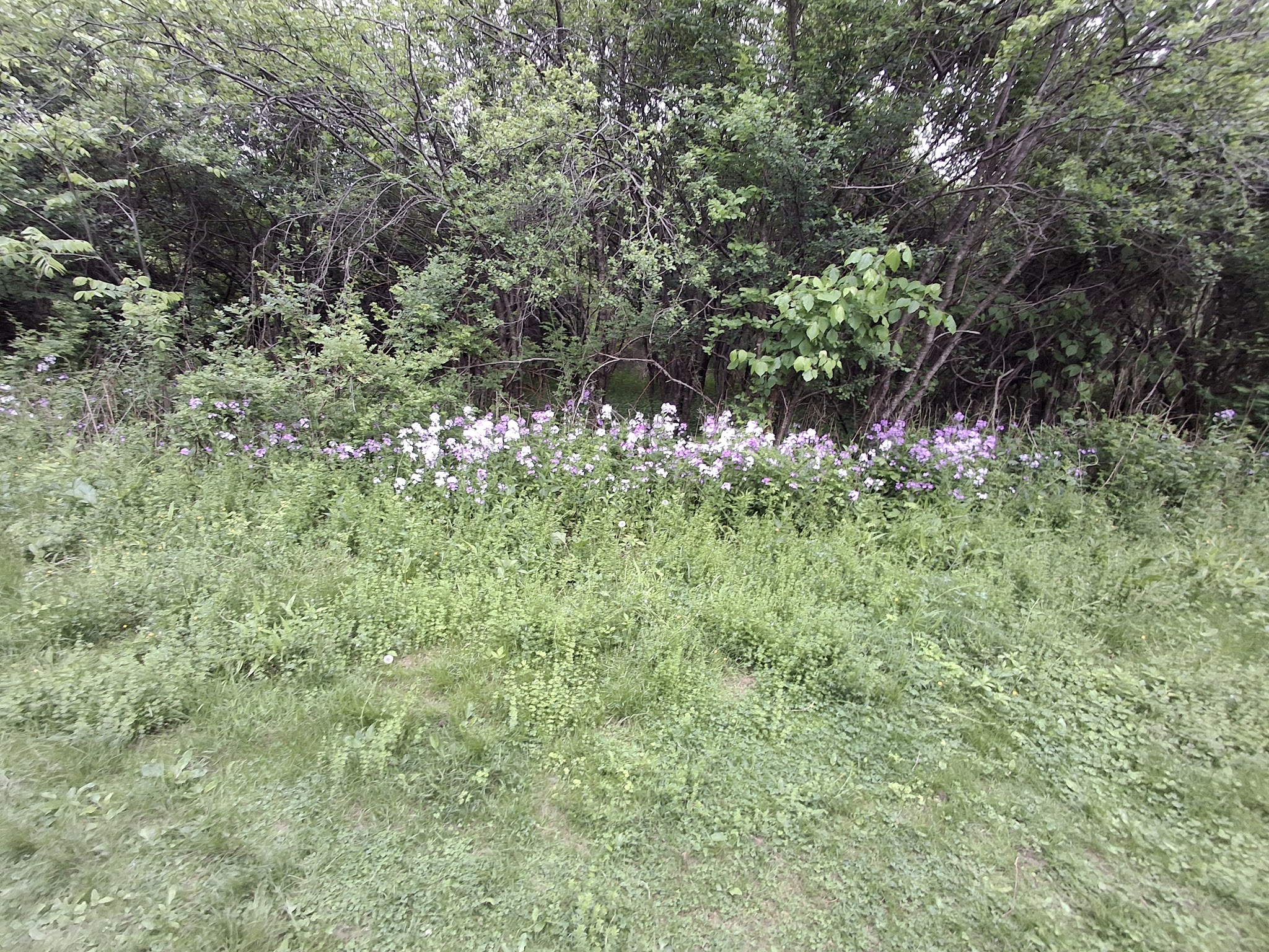 Hawes Brook Walkway - Norwood, MA