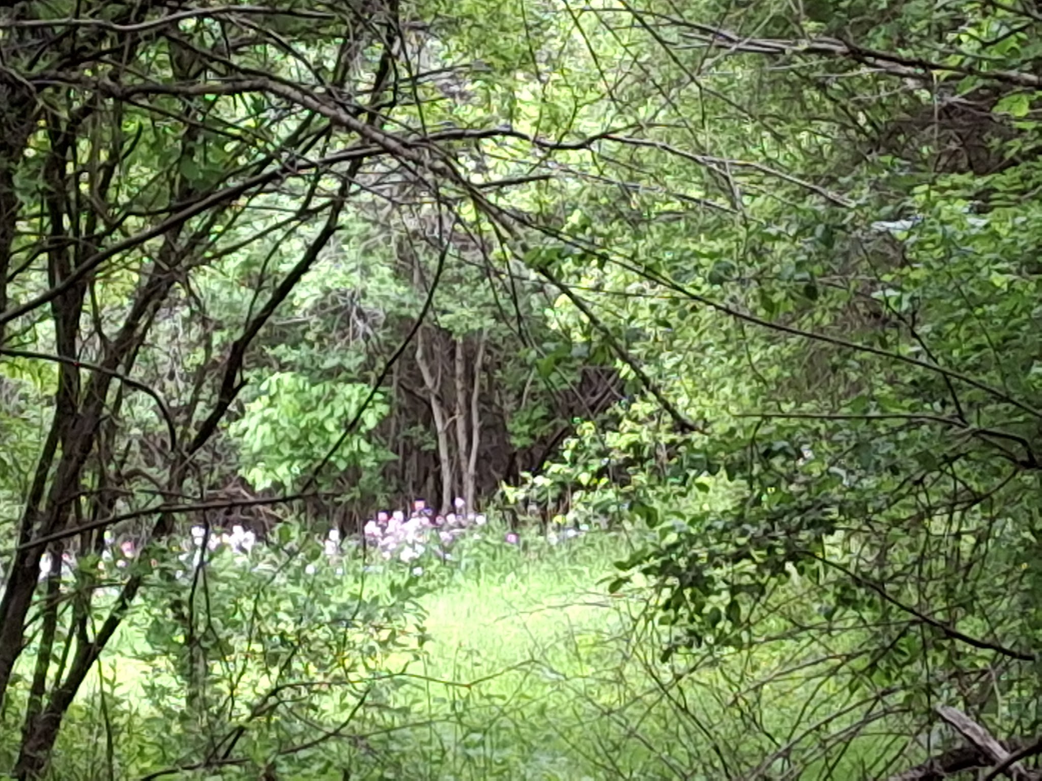 Hawes Brook Walkway - Norwood, MA
