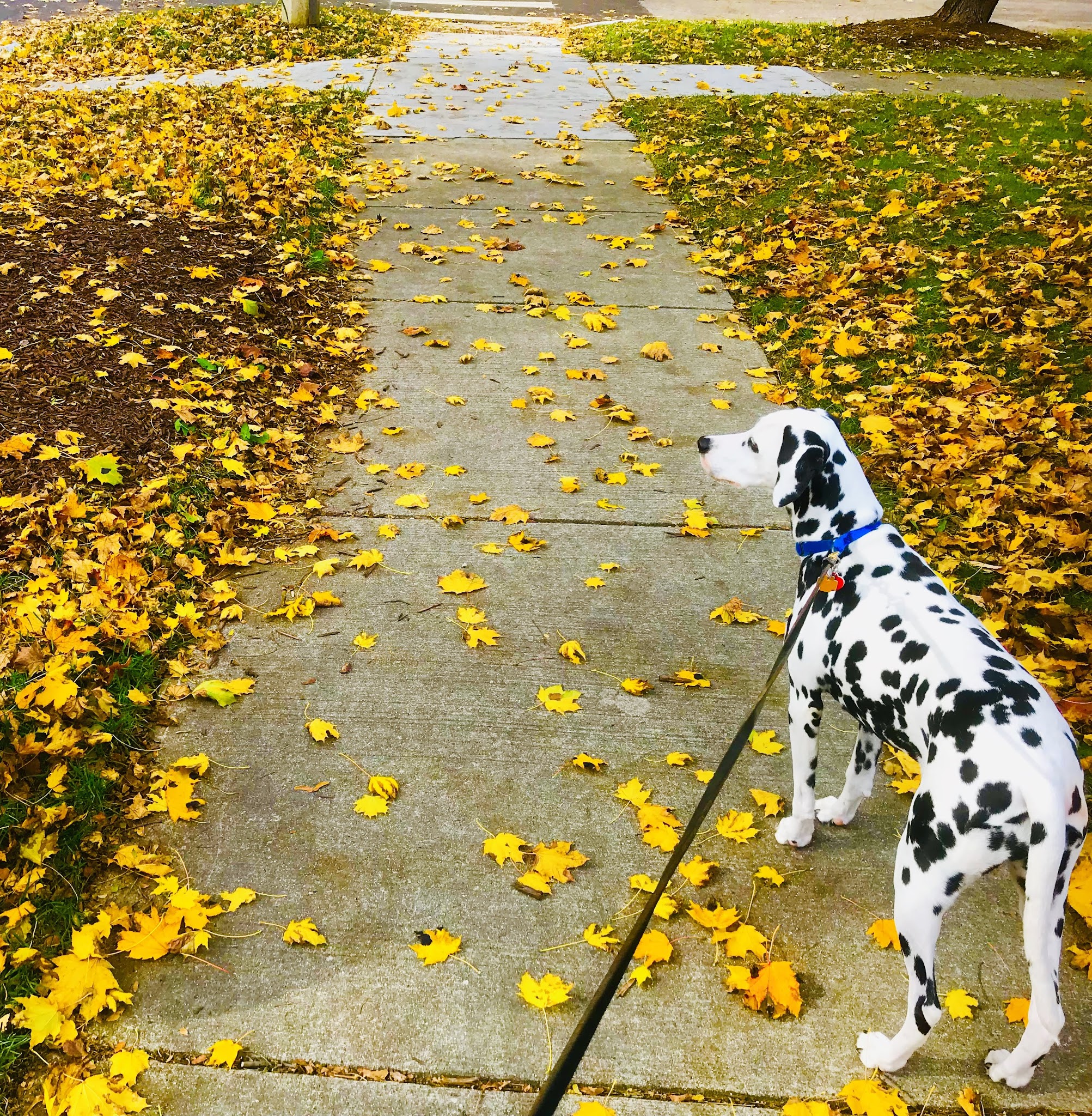 Maple Park Dog Park - Oak Park, IL
