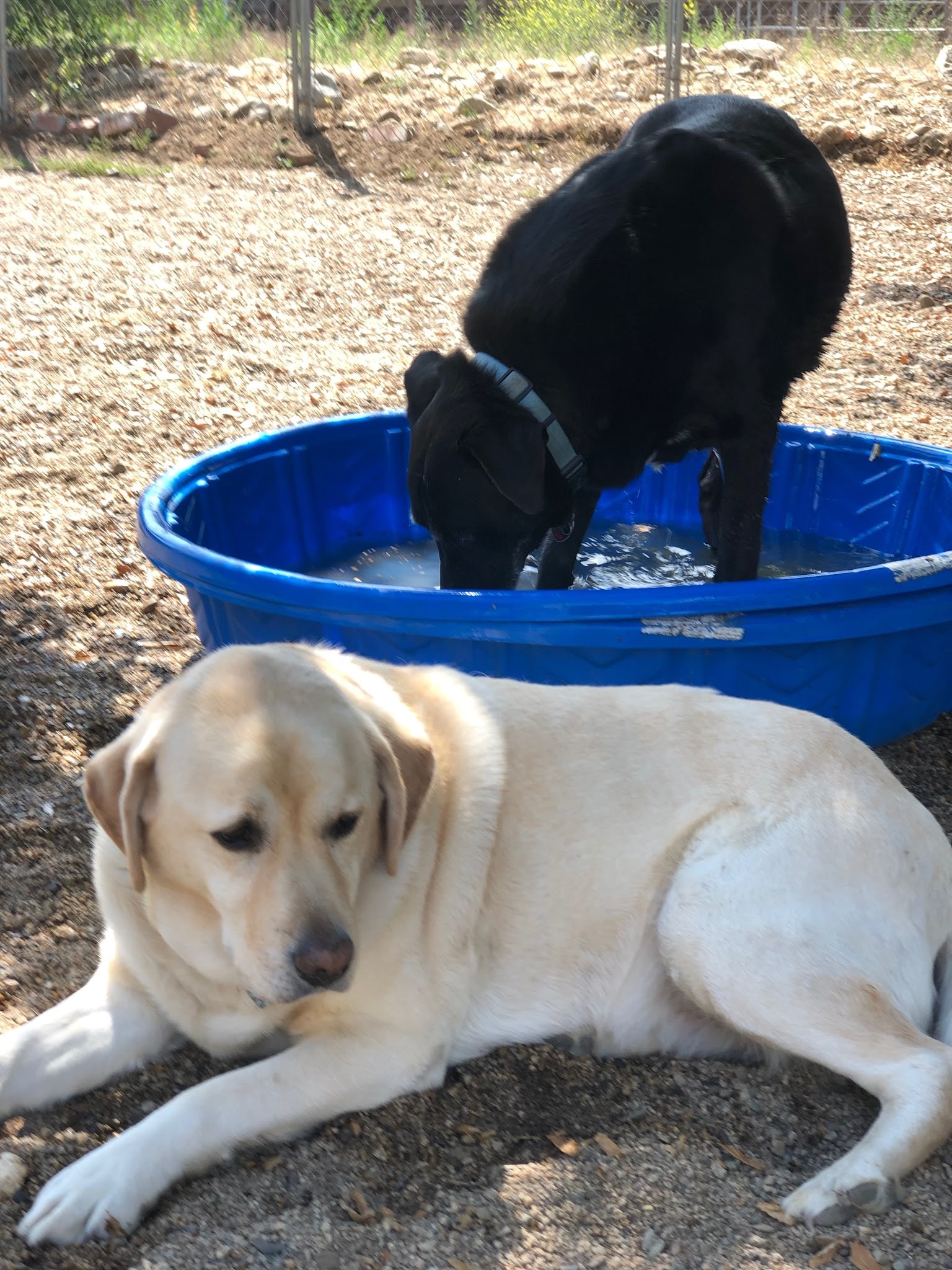 OJAI DOG FRIENDLY - Oak View, CA