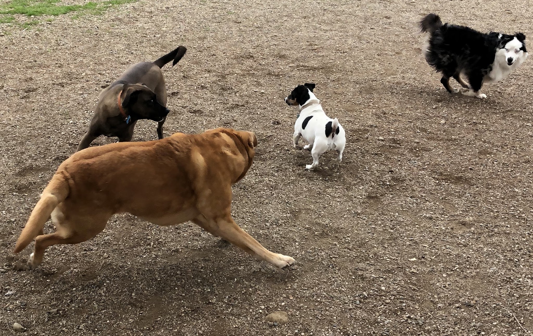 OJAI DOG FRIENDLY - Oak View, CA