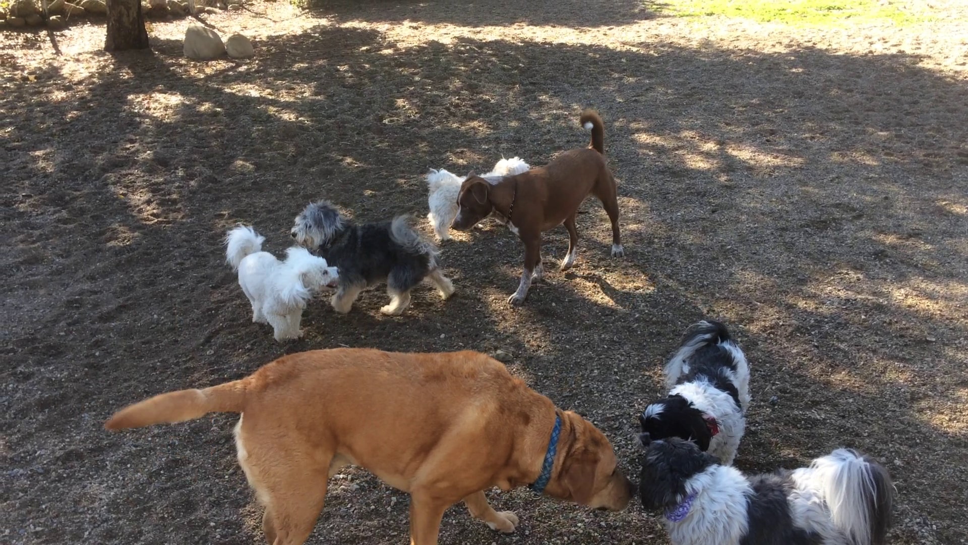 OJAI DOG FRIENDLY - Oak View, CA