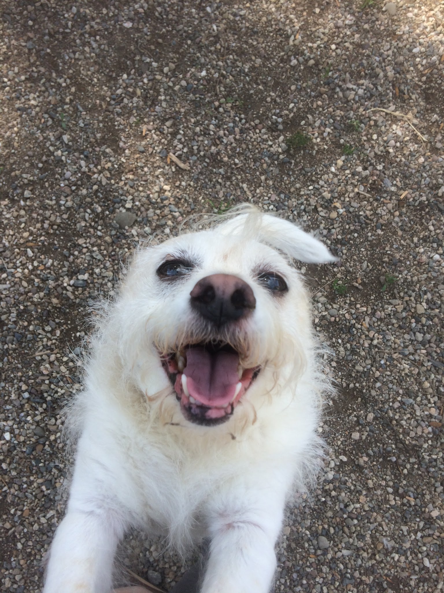 OJAI DOG FRIENDLY - Oak View, CA