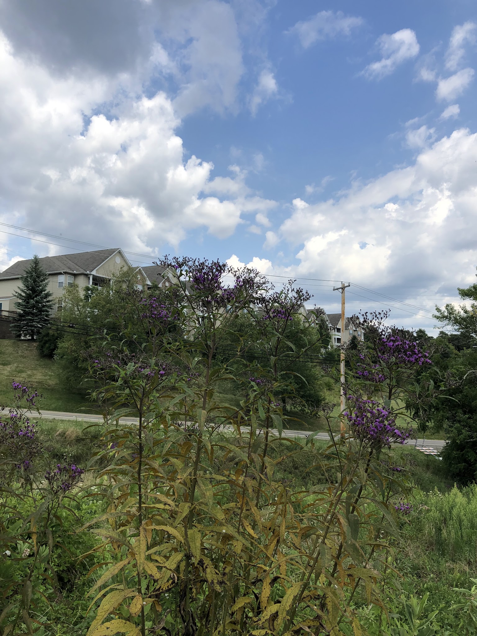 Hilltop Walking Path Park - Oakdale, PA
