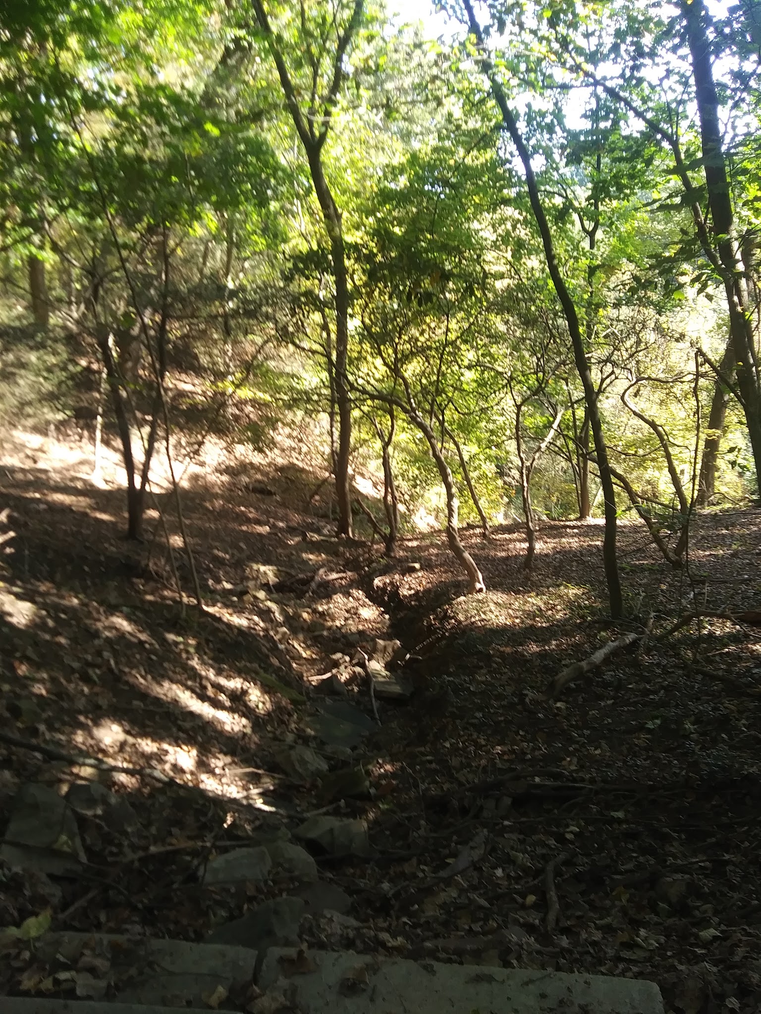 Dark Hollow Woods Nature Reserve - Oakmont, PA