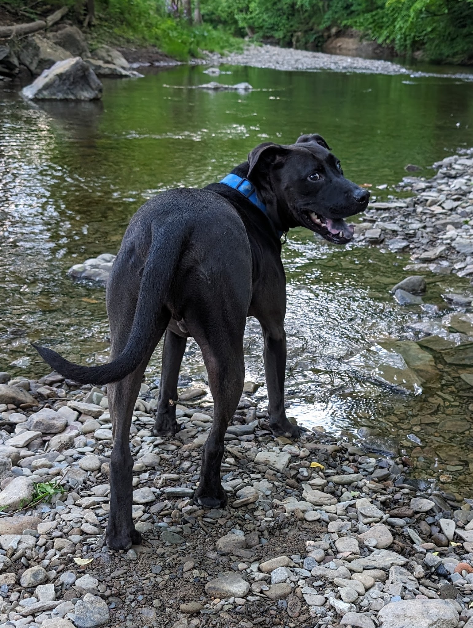 Dark Hollow Woods Nature Reserve - Oakmont, PA