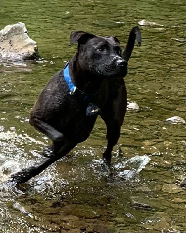 Dark Hollow Woods Nature Reserve - Oakmont, PA