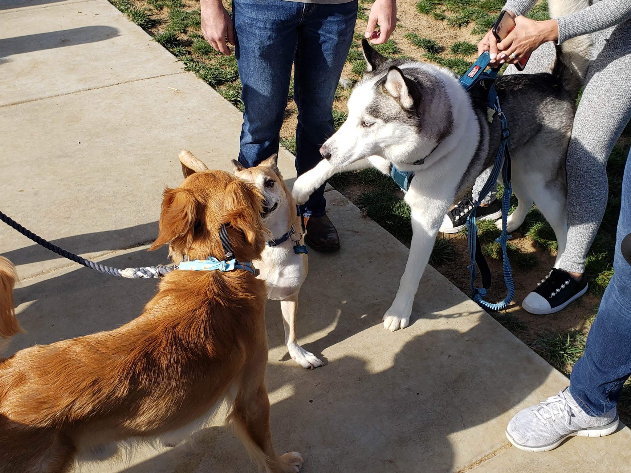 Harborview / Seaside Village Dog Park - Oceanside, CA