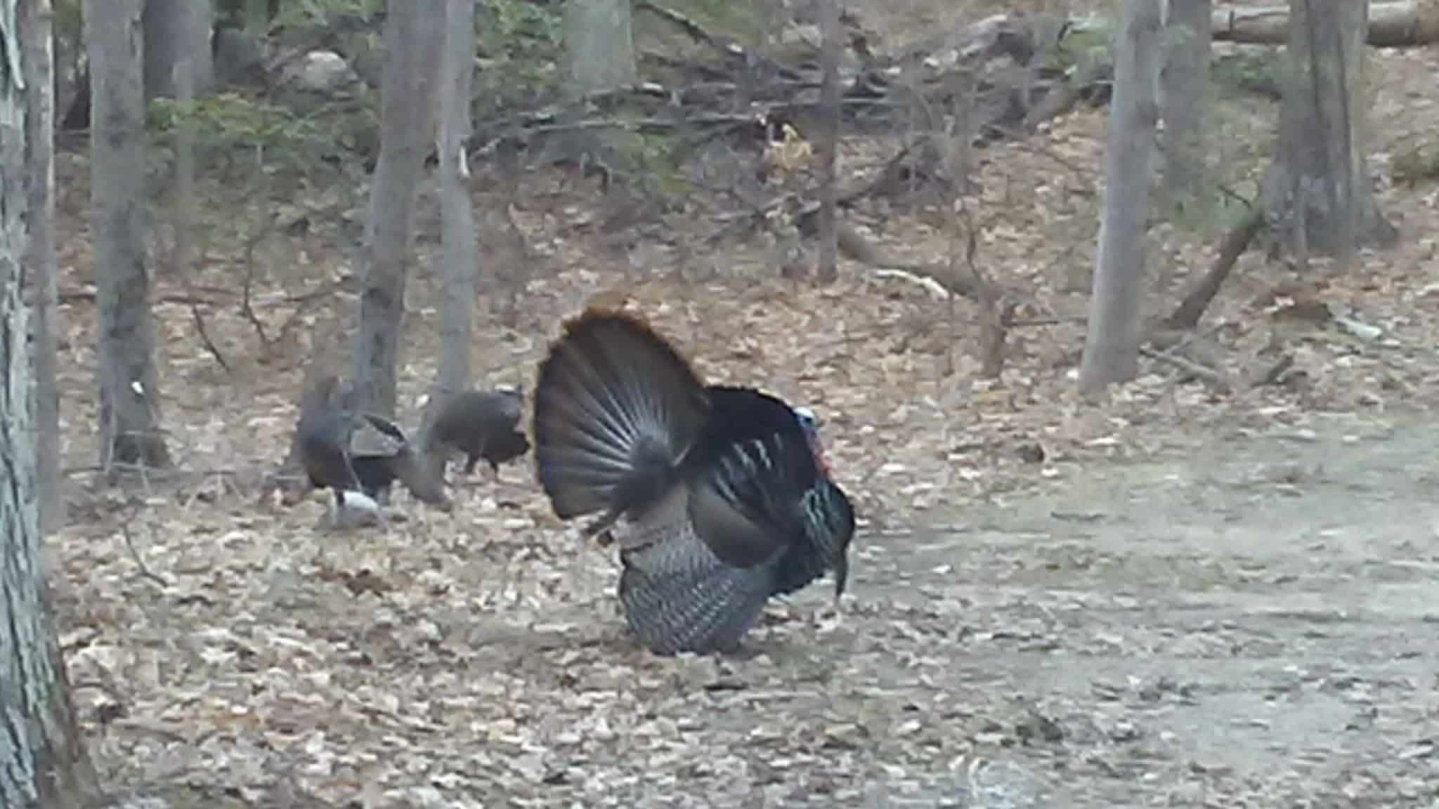 Heaters Pond Park - Ogdensburg, NJ
