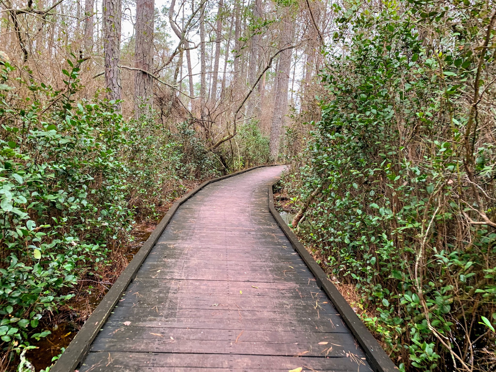Woods Bay State Park - Olanta, SC