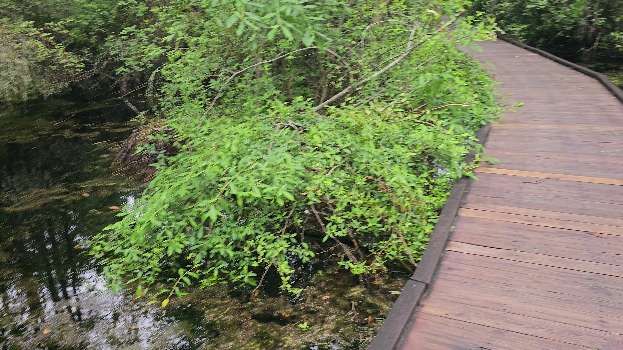 Woods Bay State Park - Olanta, SC