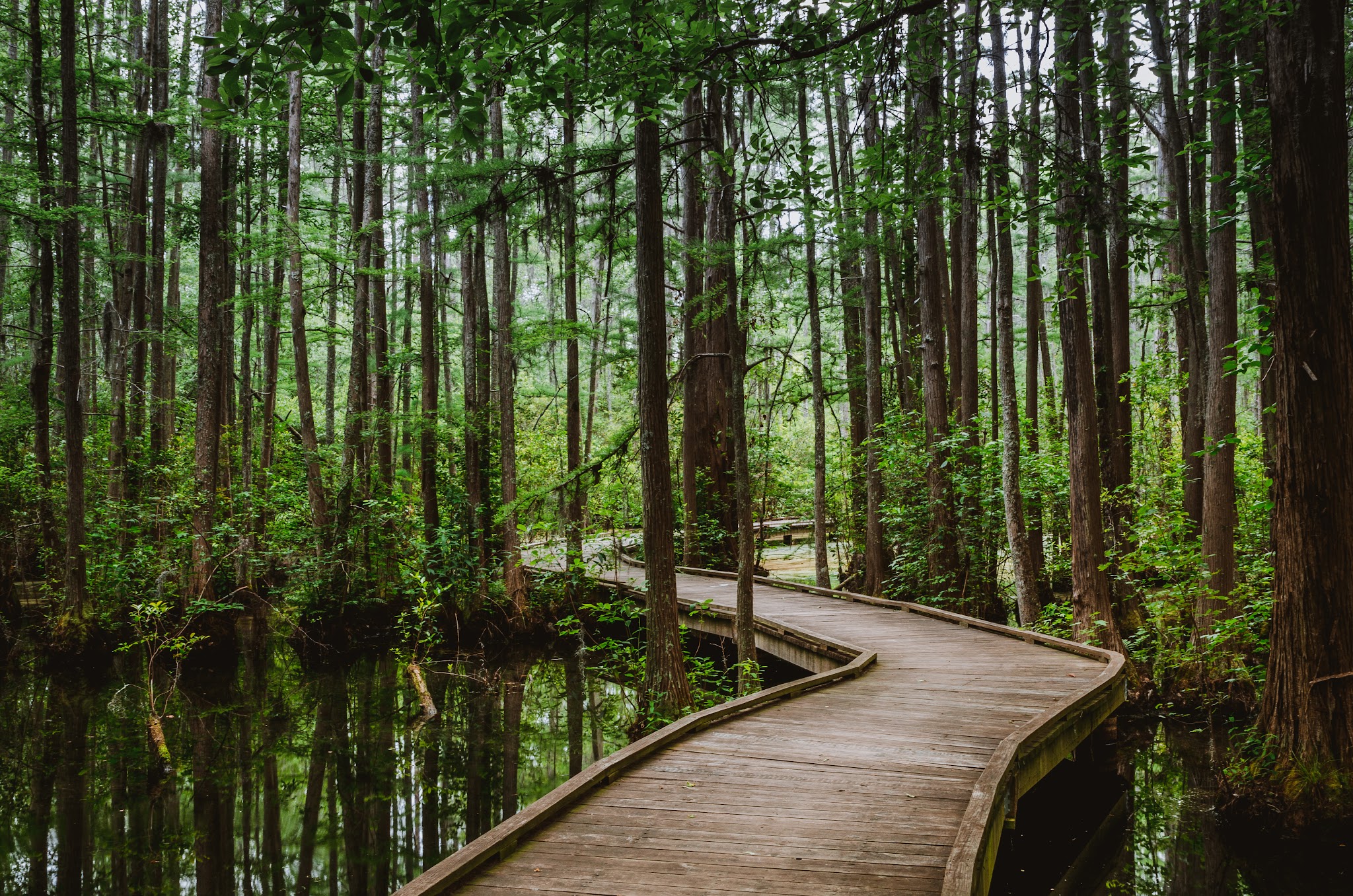 Woods Bay State Park - Olanta, SC