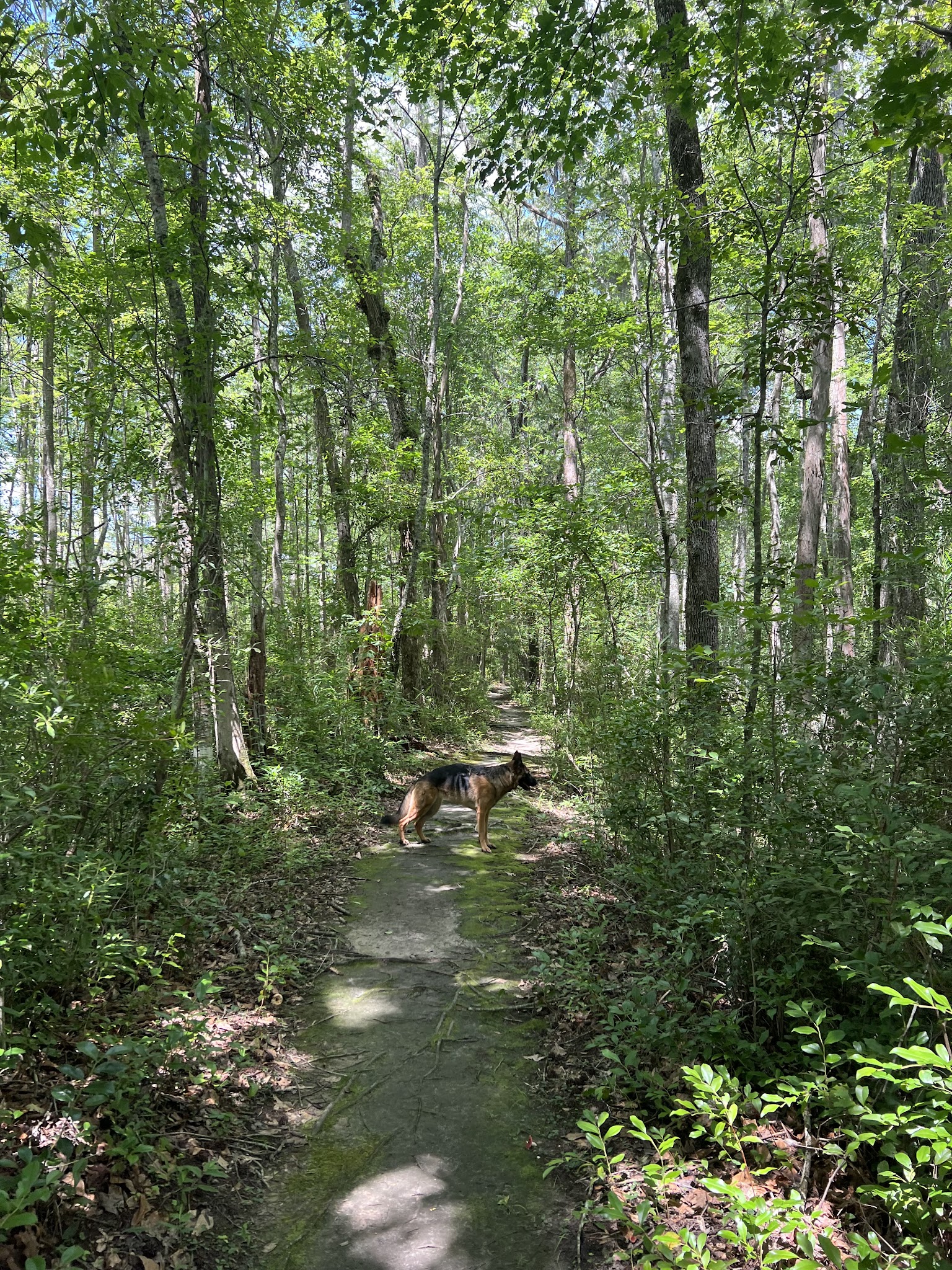 Woods Bay State Park - Olanta, SC