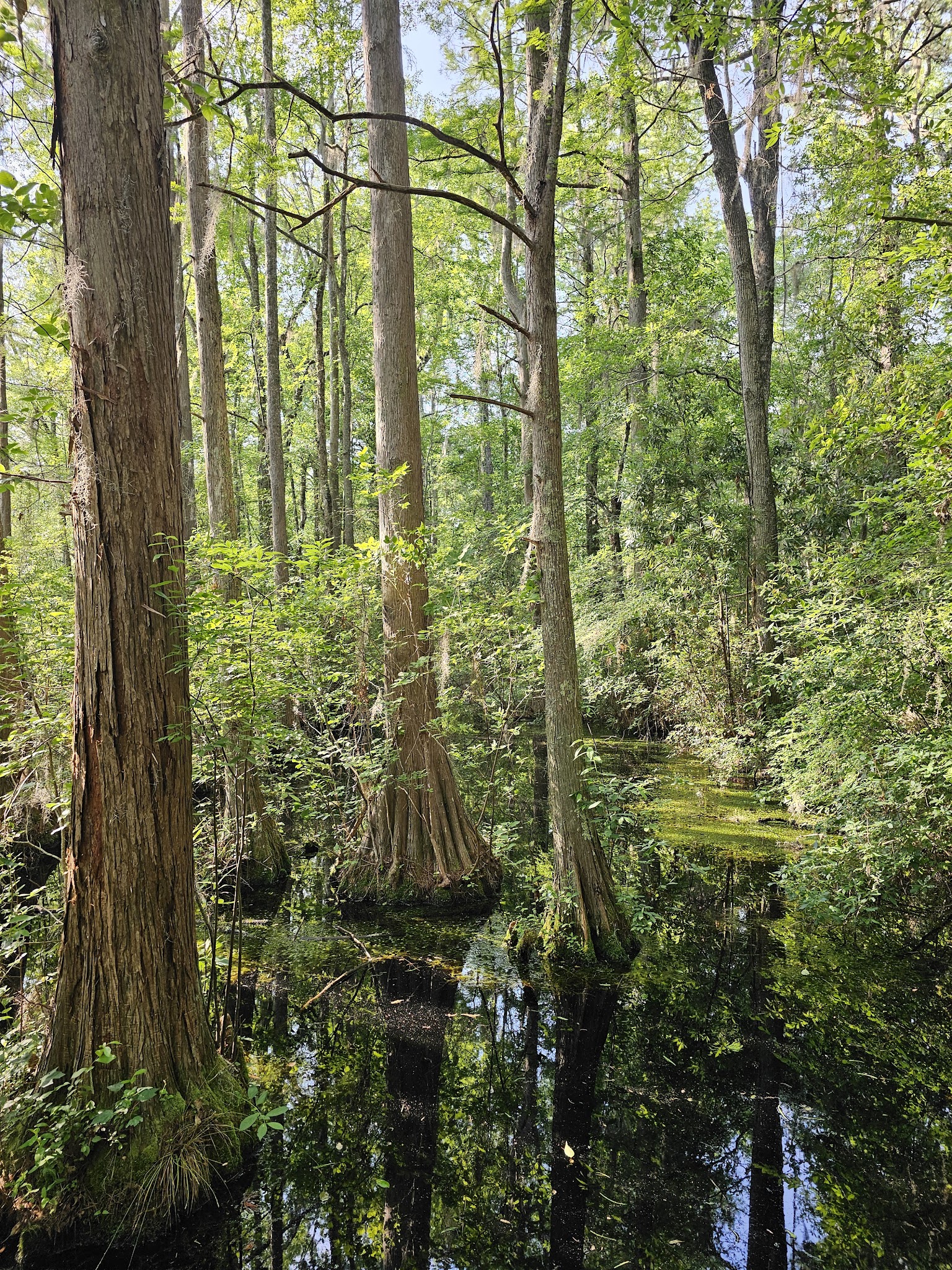 Woods Bay State Park - Olanta, SC
