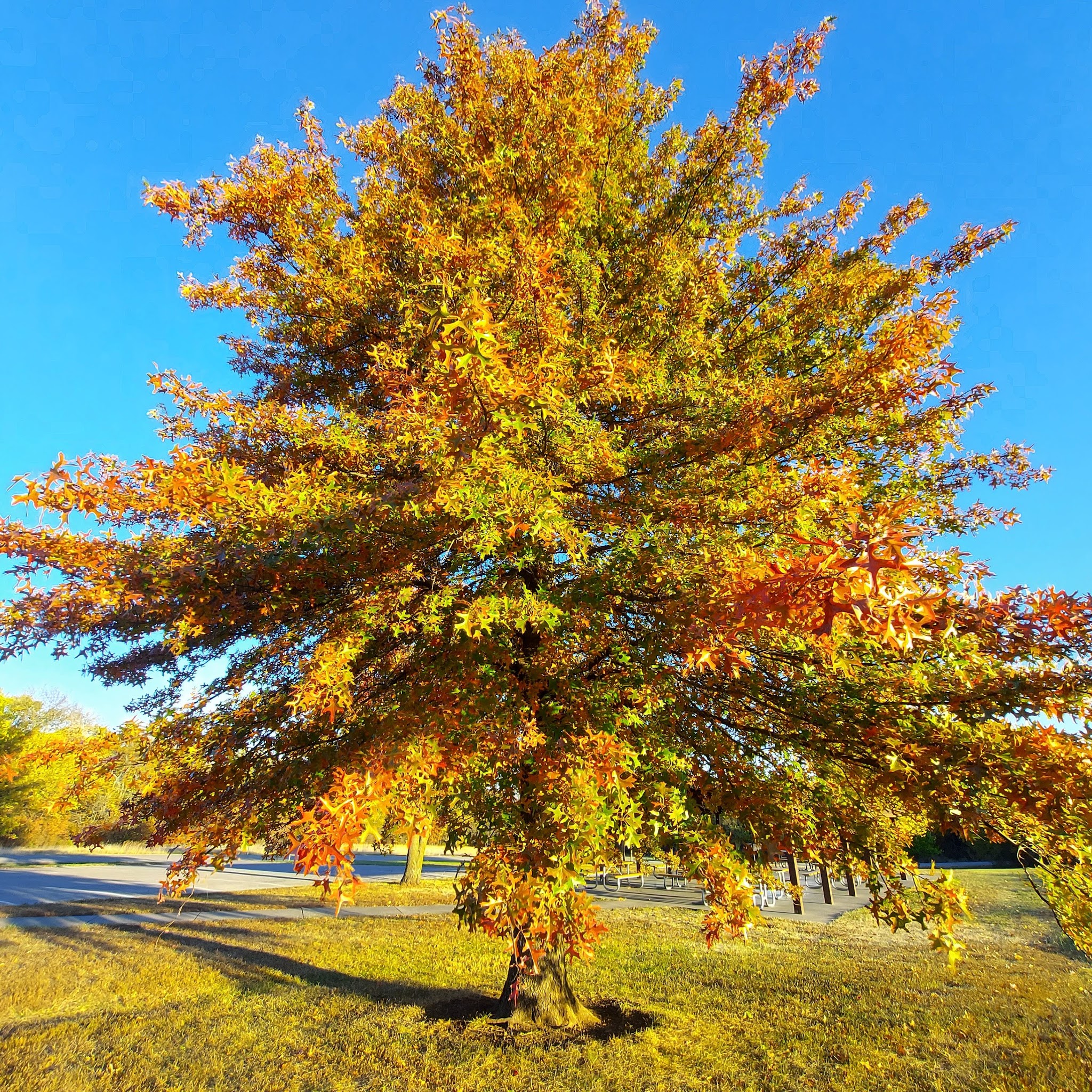 Shelter 9 Heritage Park - Olathe, KS