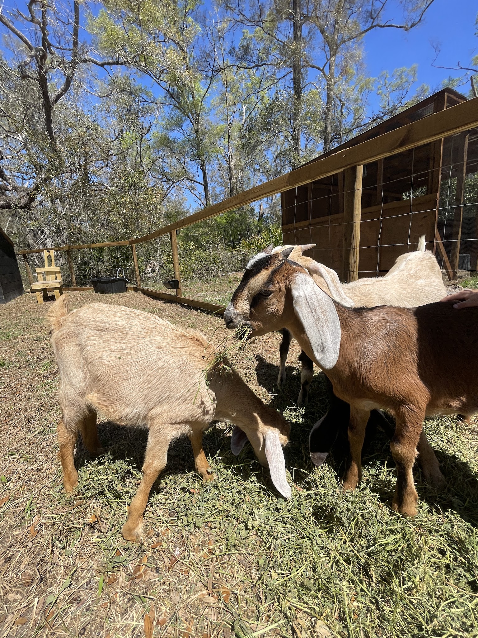 Old Town Oasis - Old Town, FL