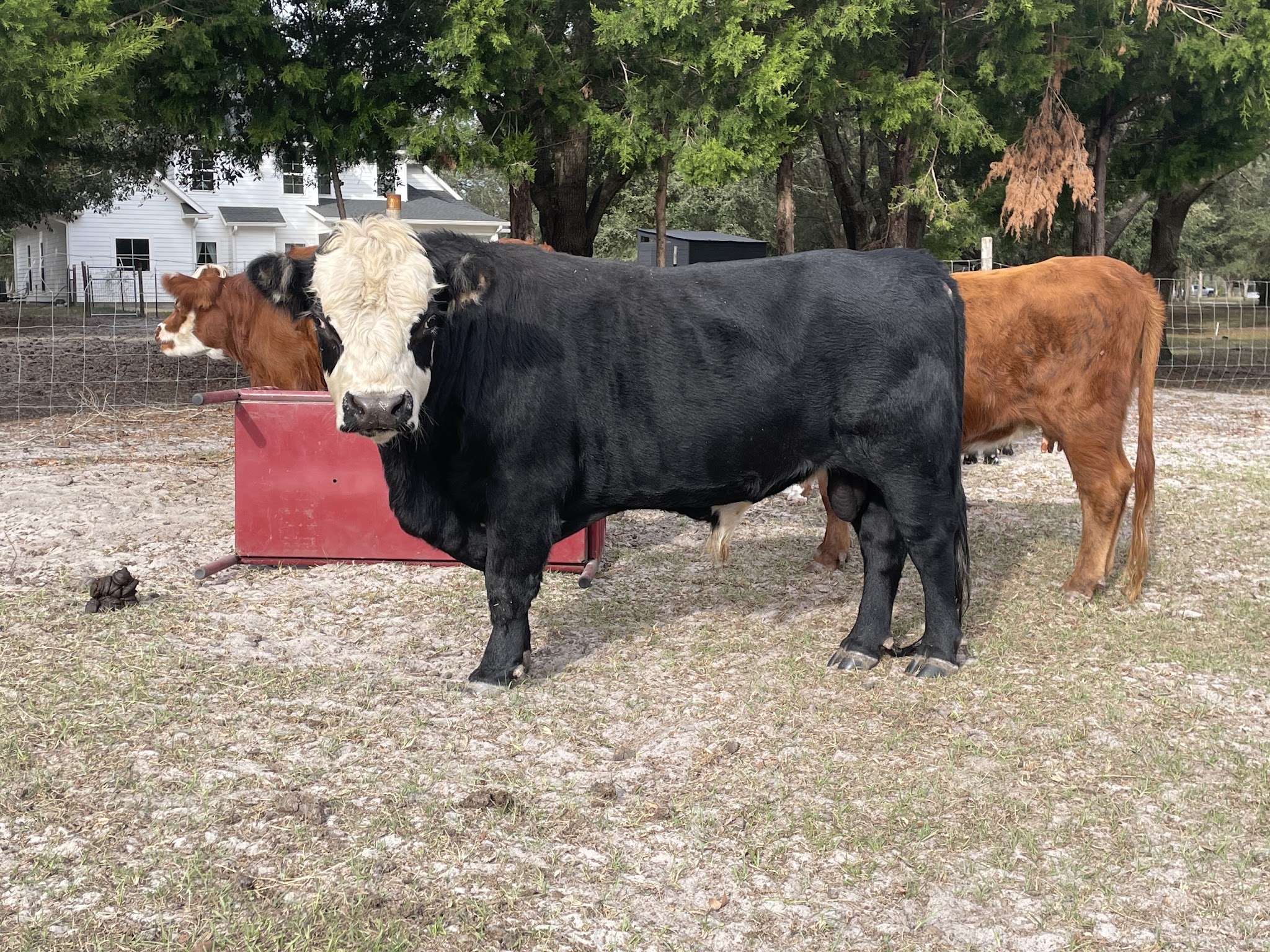 Old Town Oasis - Old Town, FL