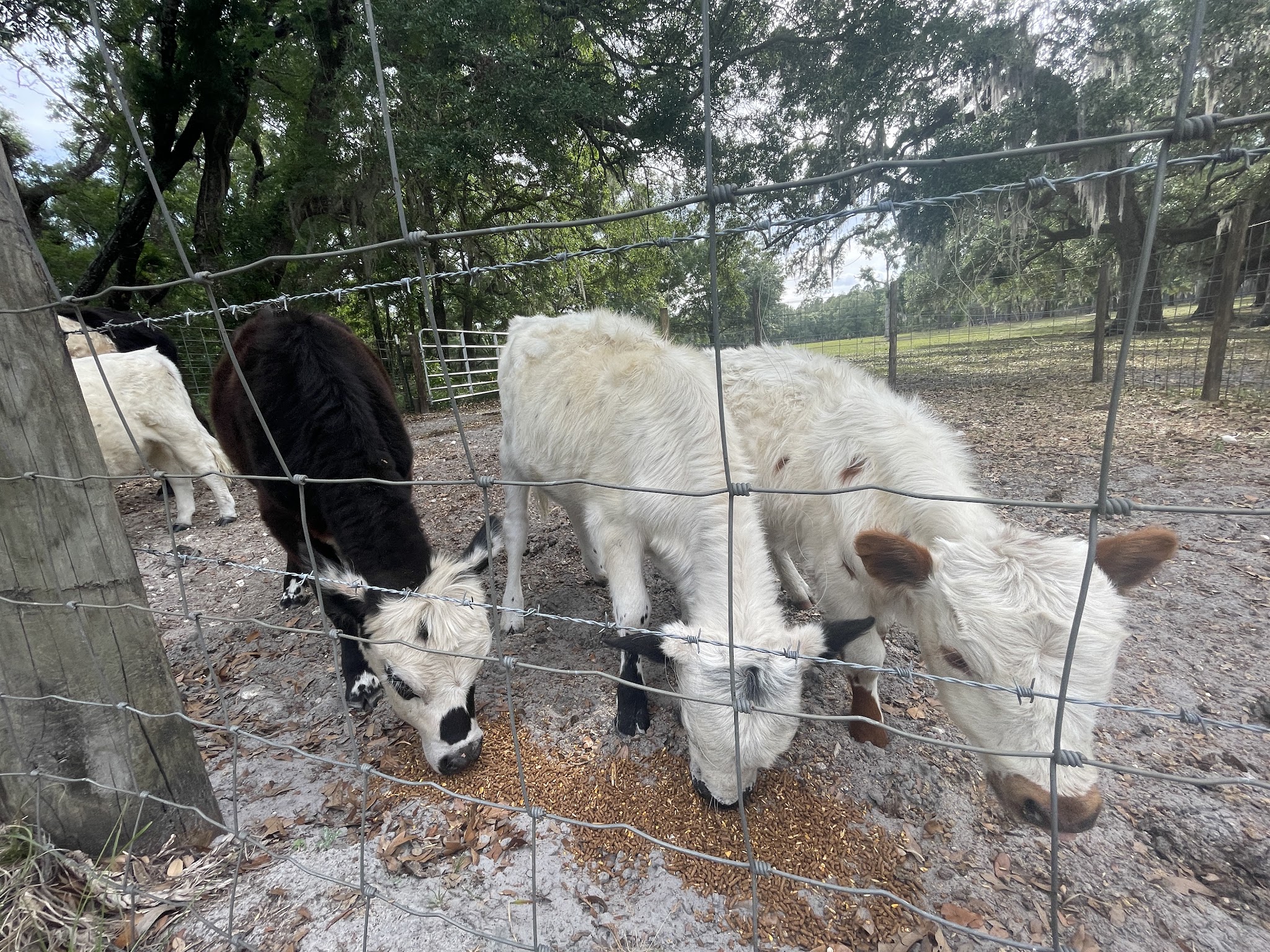 Old Town Oasis - Old Town, FL