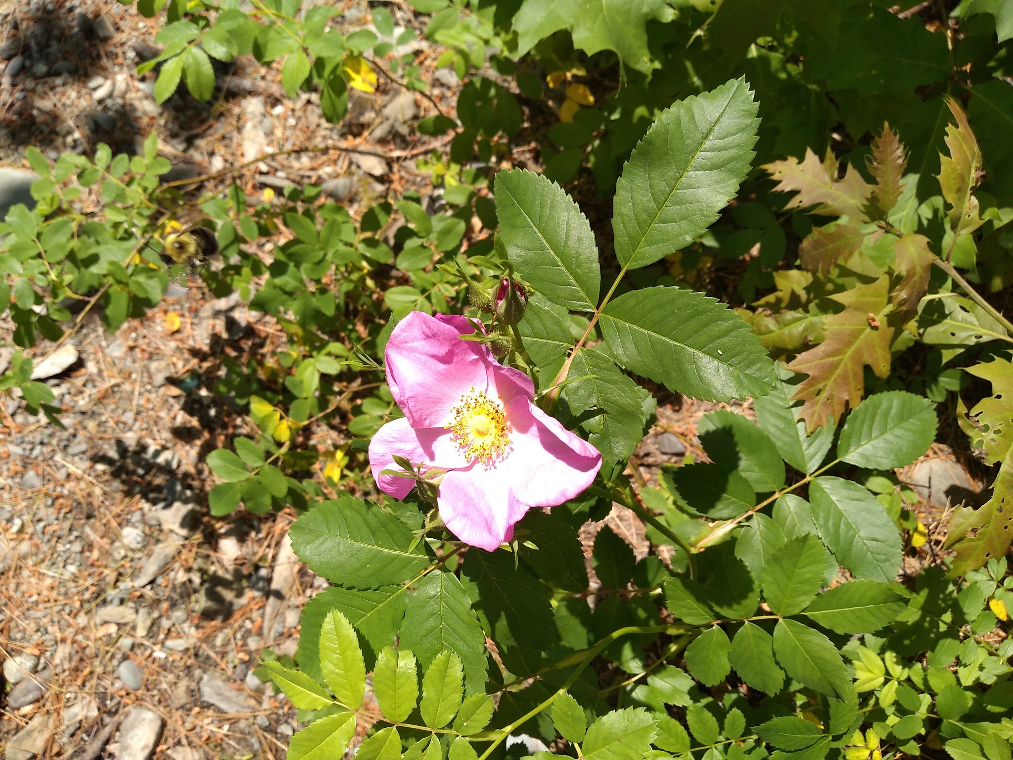 Coombs Park - Old Town, ME