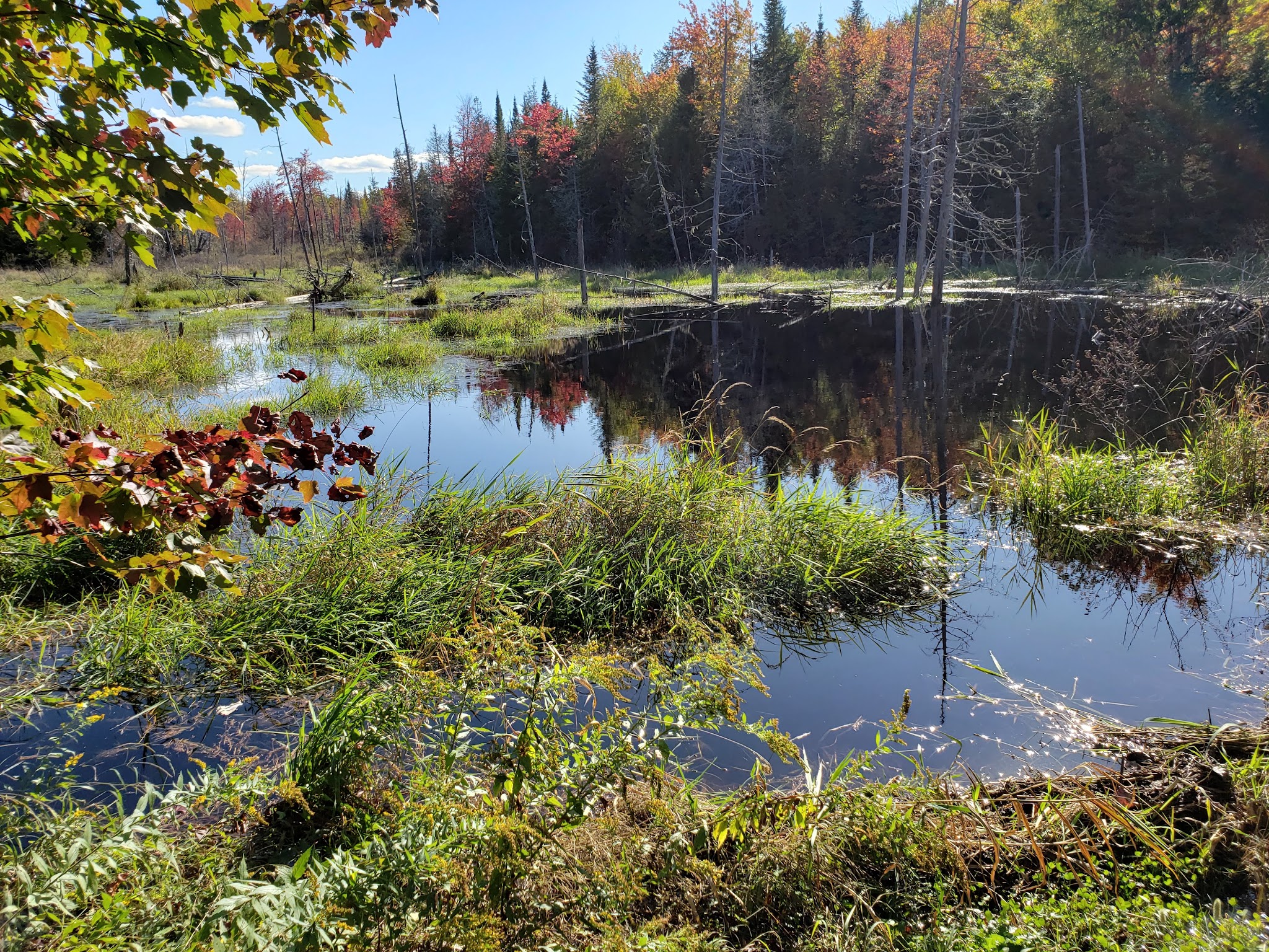Perch Pond Recreational Trails - Old Town, ME