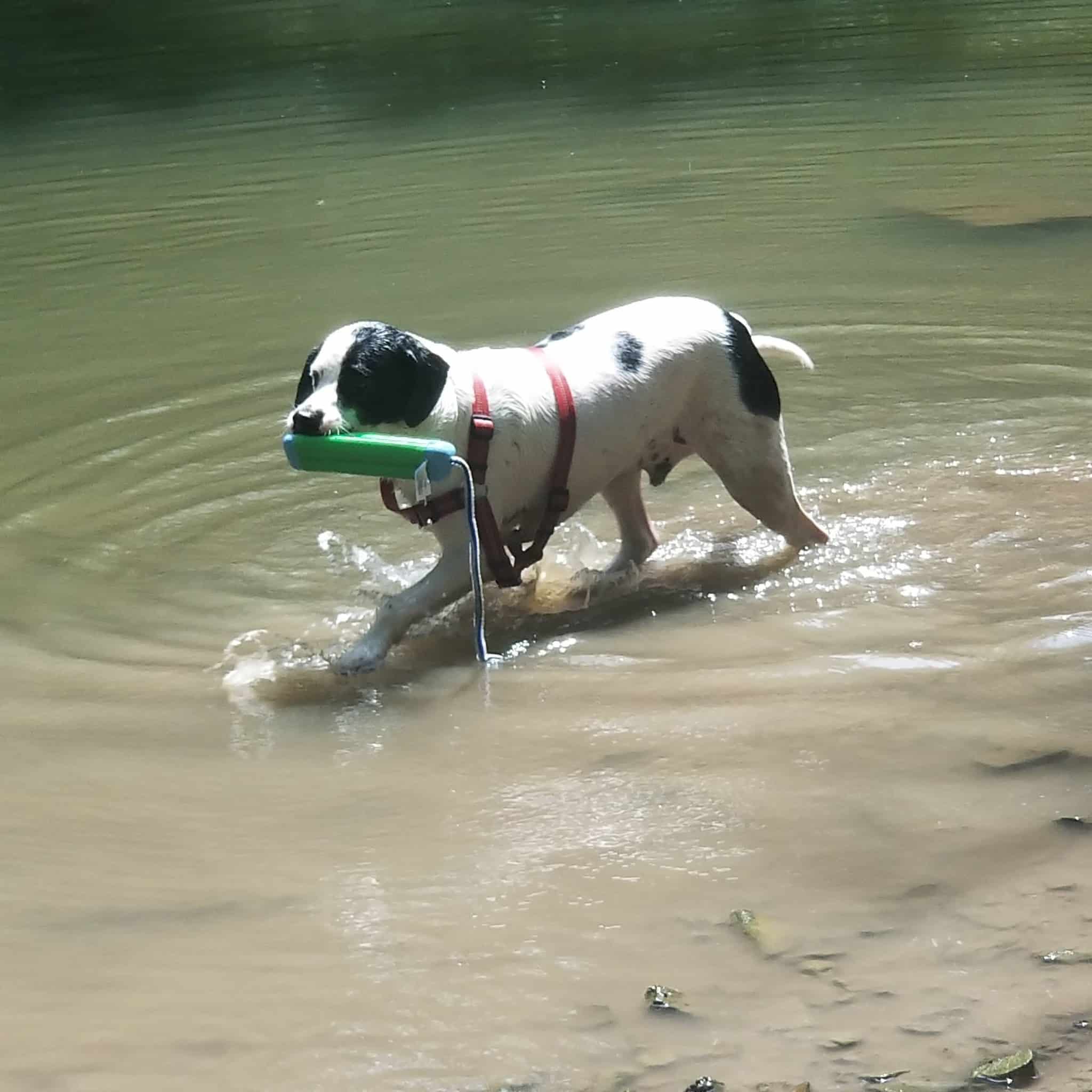 Deep Well Veterinary Services - Olsburg, KS