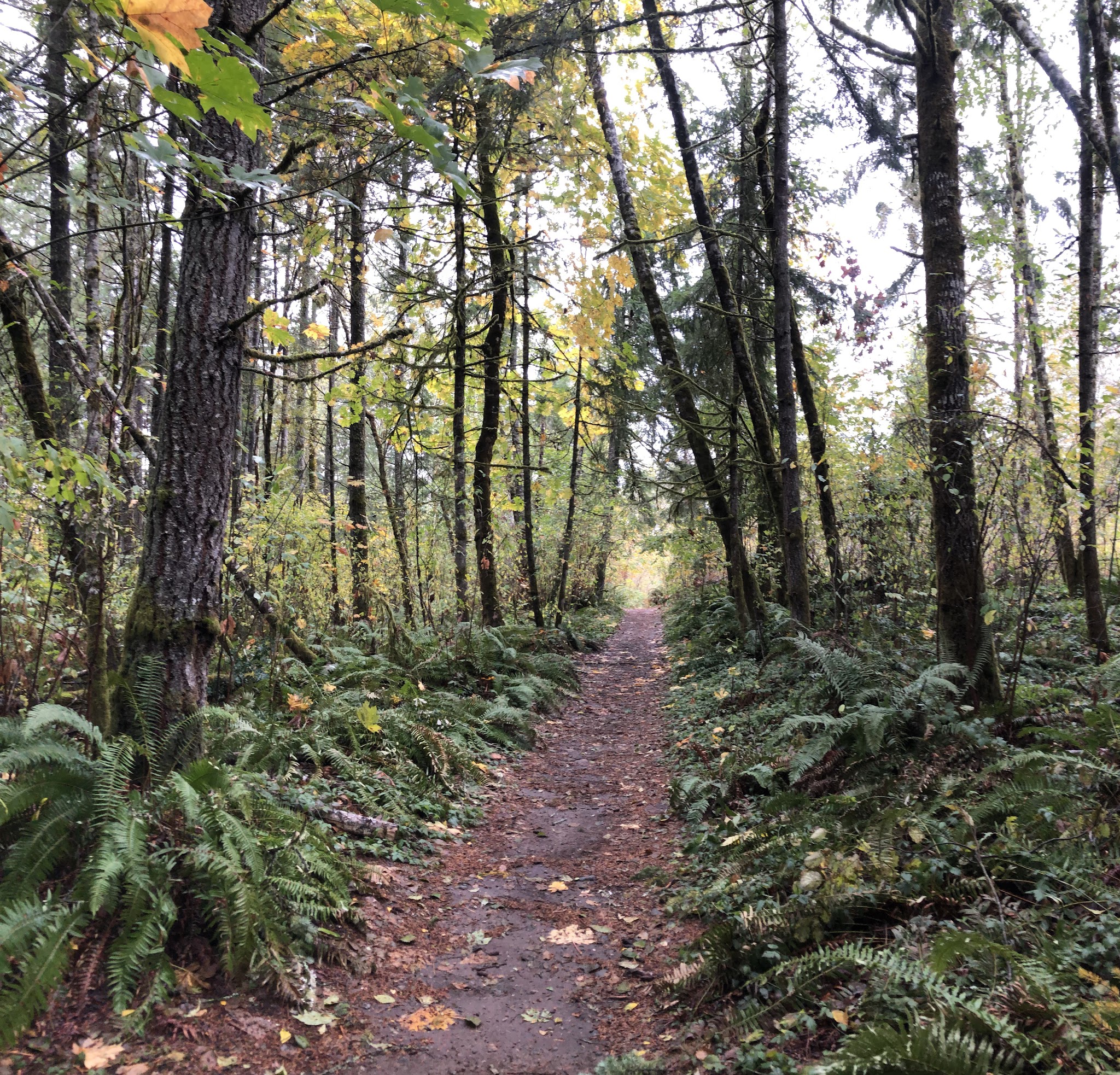 LBA Woods - Olympia, WA