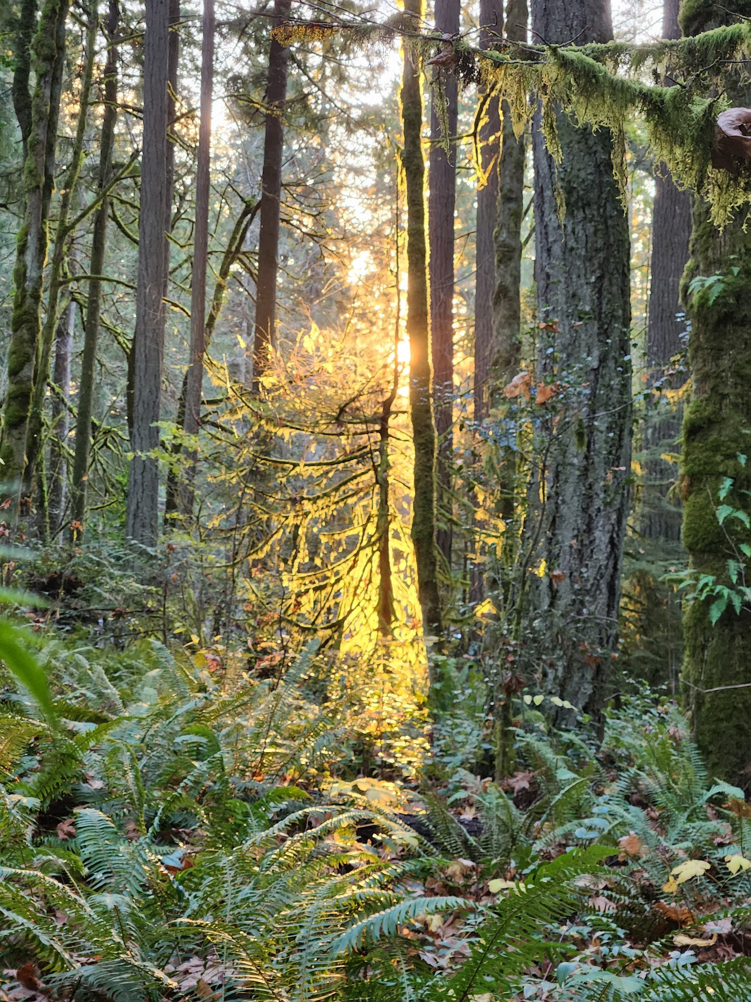 Squaxin Park Trailhead - Olympia, WA