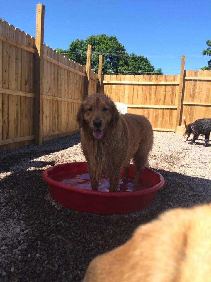 Happy Hounds Doggie Daycare & Boarding - Oneida, NY