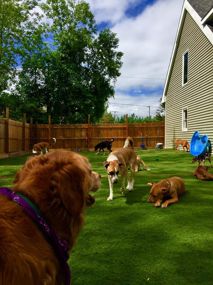 Happy Hounds Doggie Daycare & Boarding - Oneida, NY