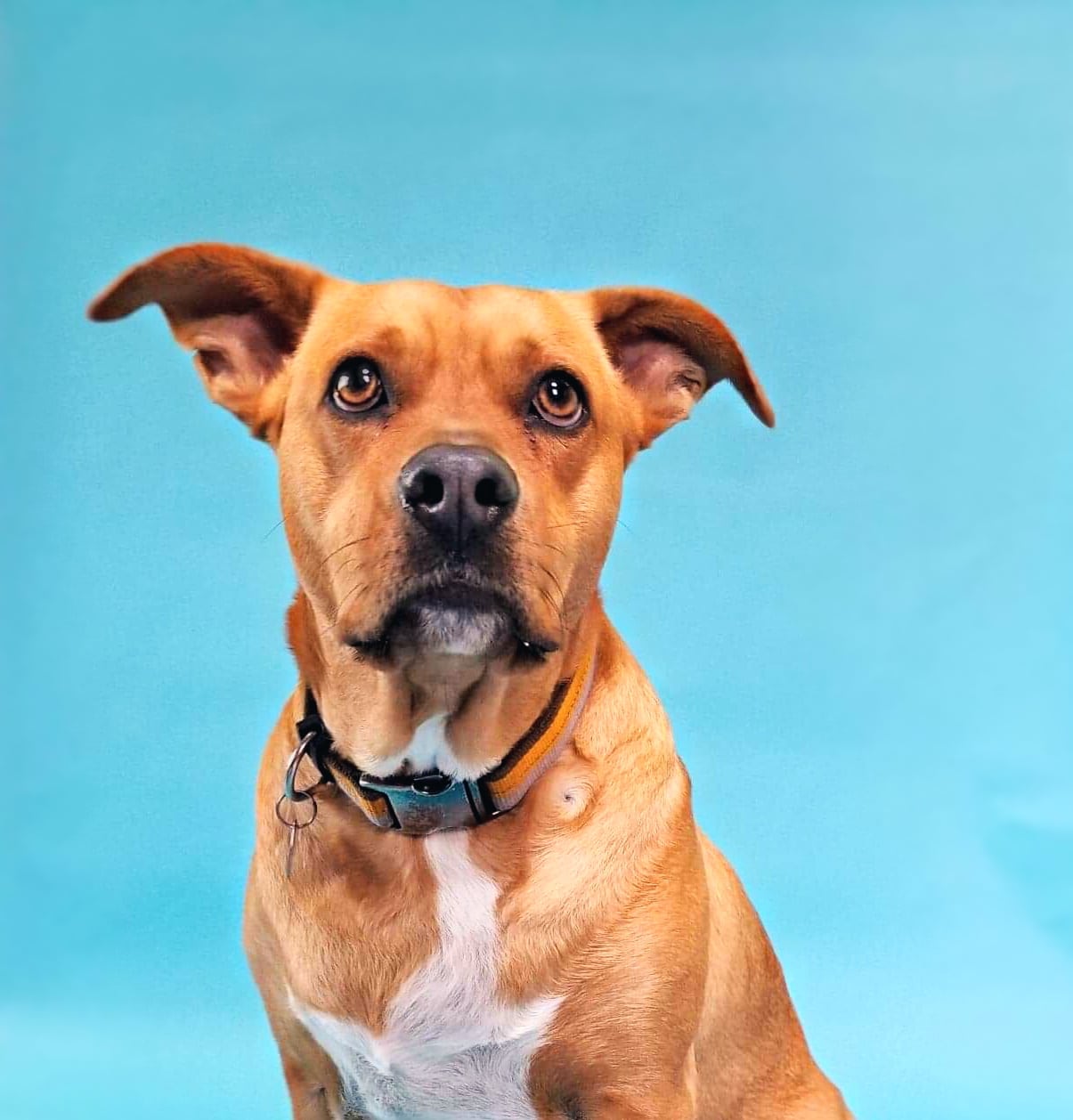 Happy Hounds Doggie Daycare & Boarding - Oneida, NY