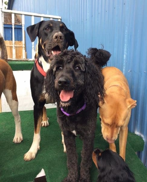 Happy Hounds Doggie Daycare & Boarding - Oneida, NY