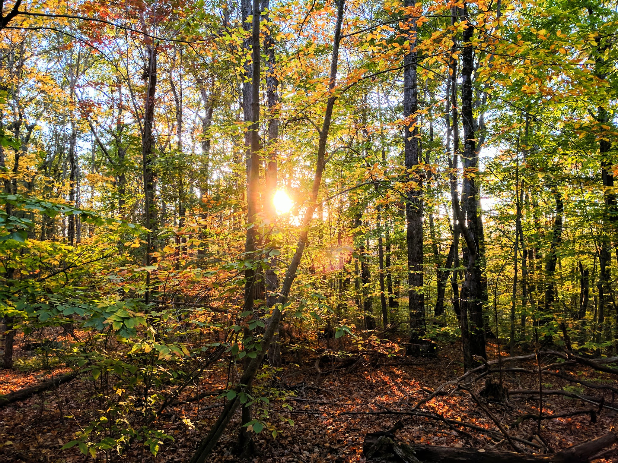Wilber Park - Oneonta, NY
